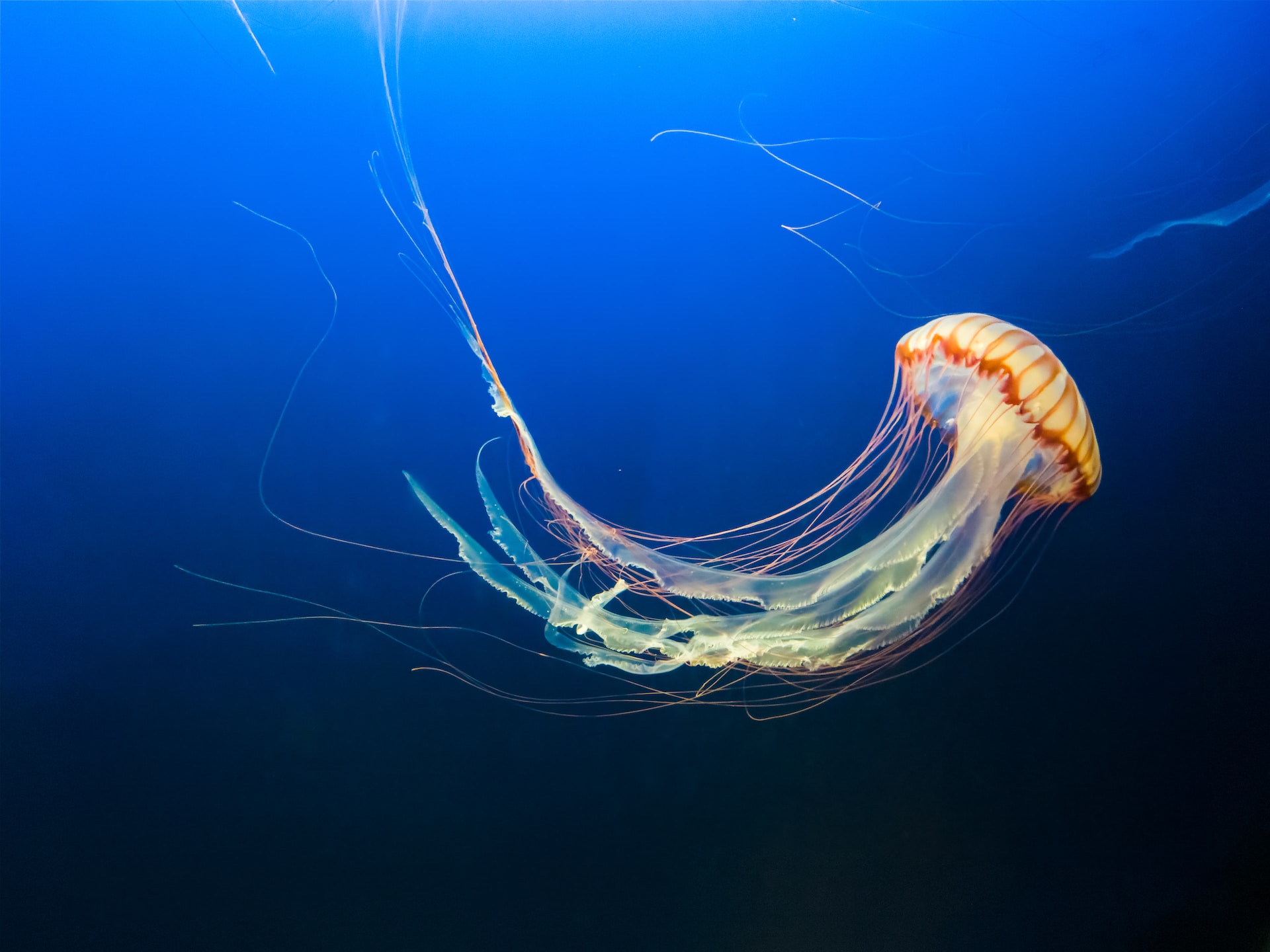 From Immortal Jellyfish to Upside-Down Stamps: 5 Surprising Facts