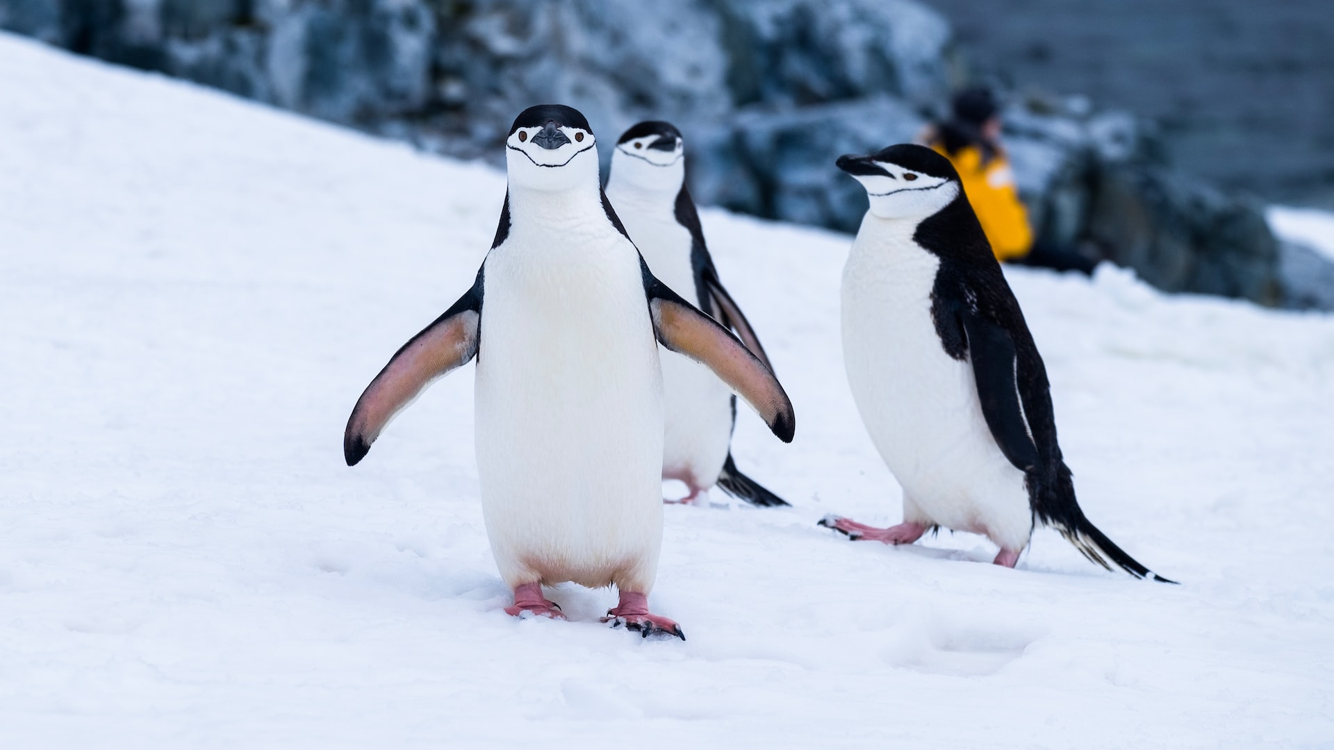 From the Arctic to the Antarctic: Everything You Need to Know About Penguins