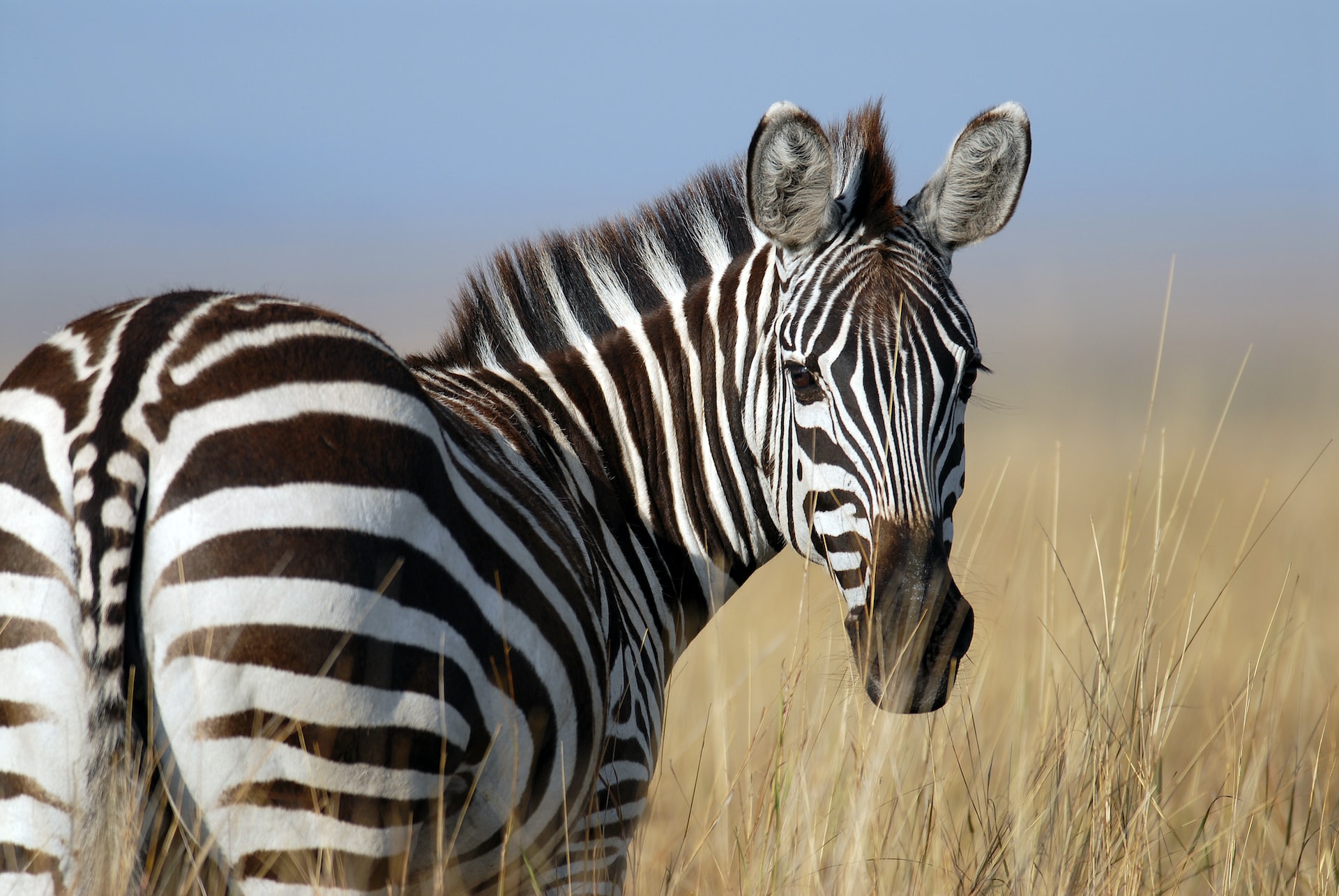 From the Grasslands to the Savannas: Everything You Need to Know About Zebras