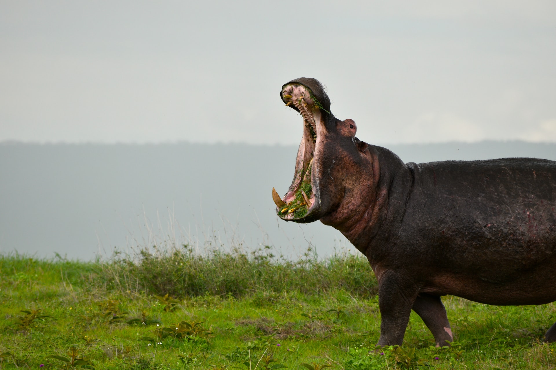 From the Rivers to the Savannas: Everything You Need to Know About Hippopotamuses