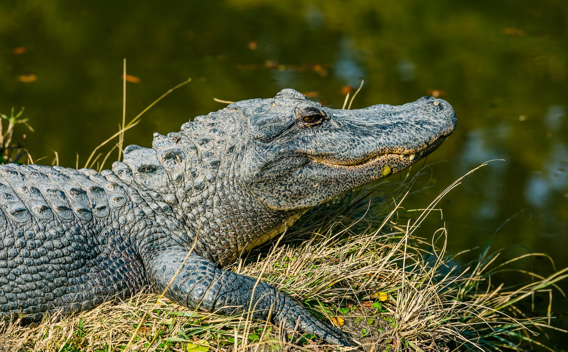 From the Swamps to the Rivers: Everything You Need to Know About Alligators