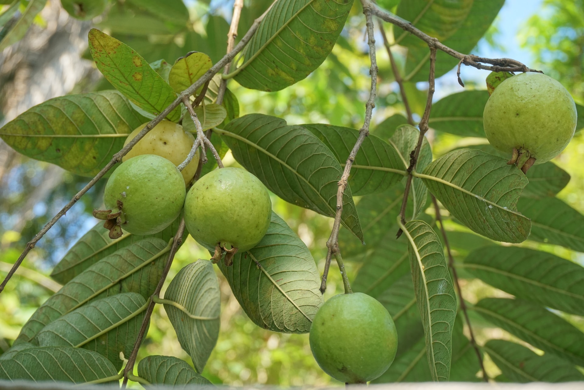 From Tropical Trees to Your Table: The Fascinating History of the Guava