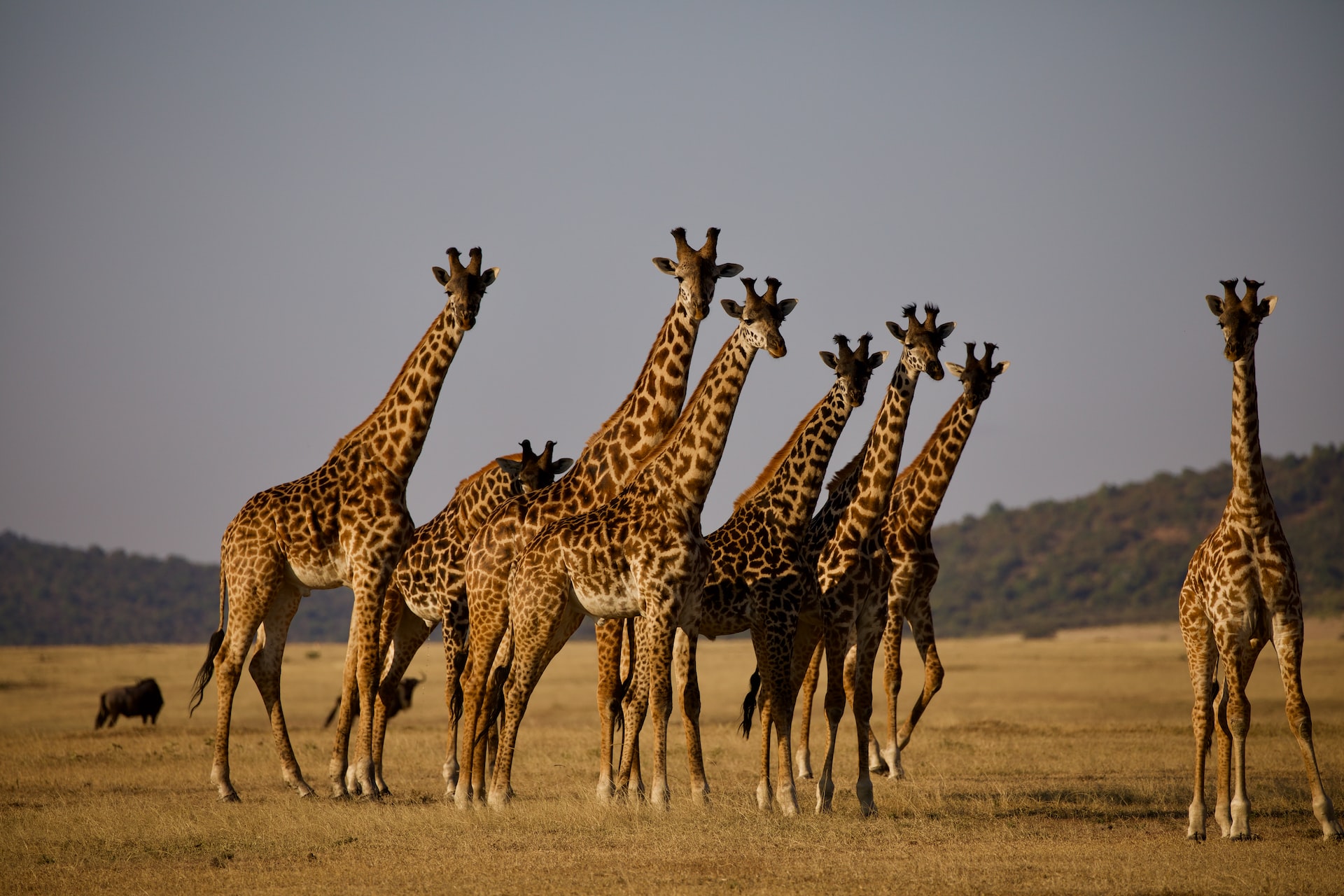 Giraffe Safari: The Majestic and Endangered Tallest Land Animal