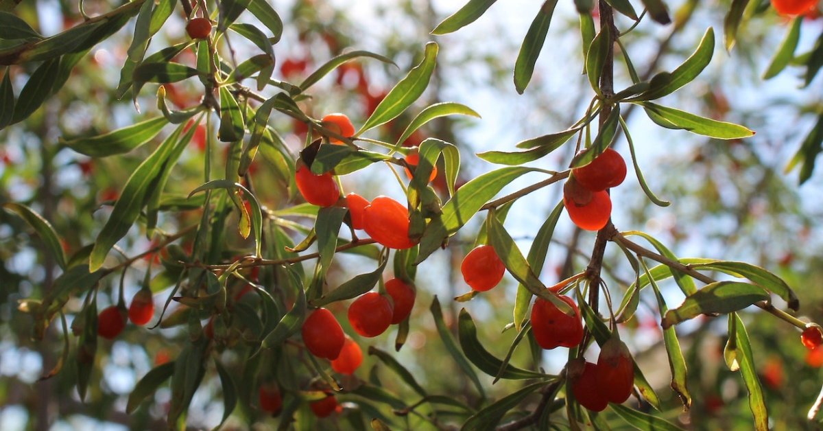 Goji Berries: A Nutritious Superfood with Potential Health Benefits