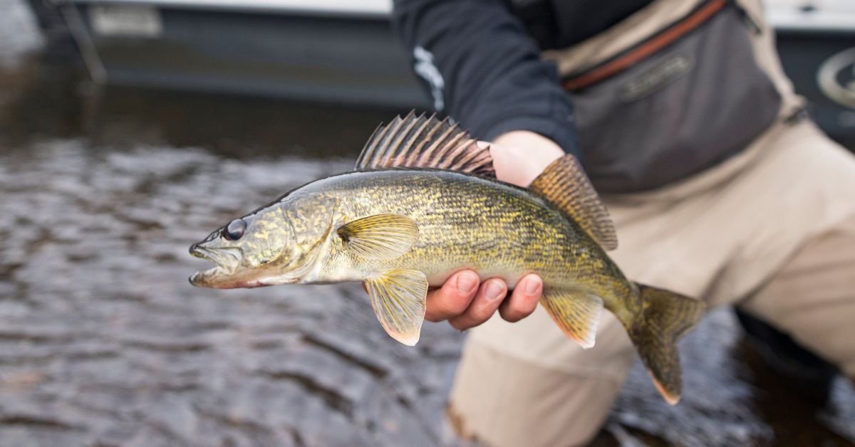 3 Interesting Facts About North American Walleye