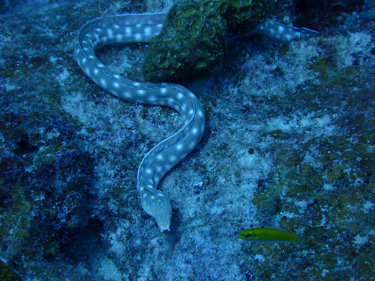 How Eels Use Their Sense of Smell to Navigate Their Environment?