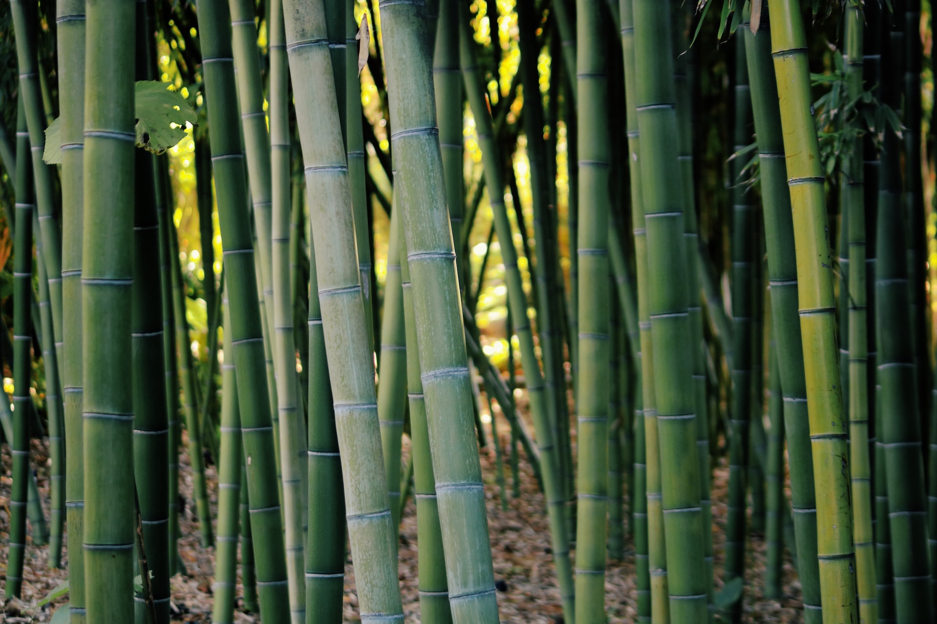 The Importance of Bamboo Forests in India: Absorbing Carbon Dioxide and Supporting Wildlife Habitat