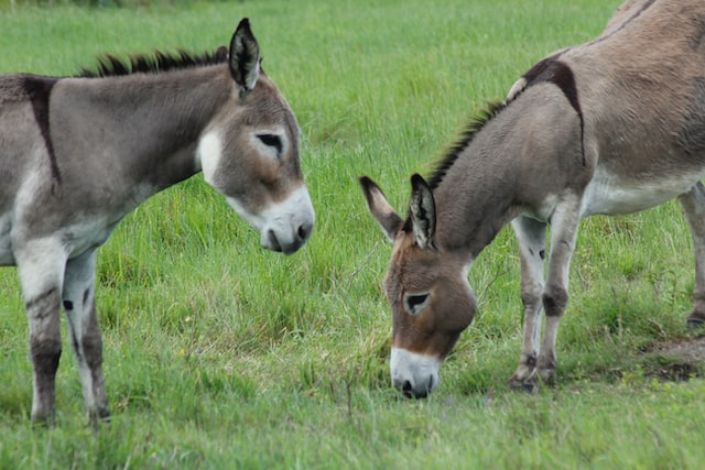 Top 20 Interesting Facts About Donkeys
