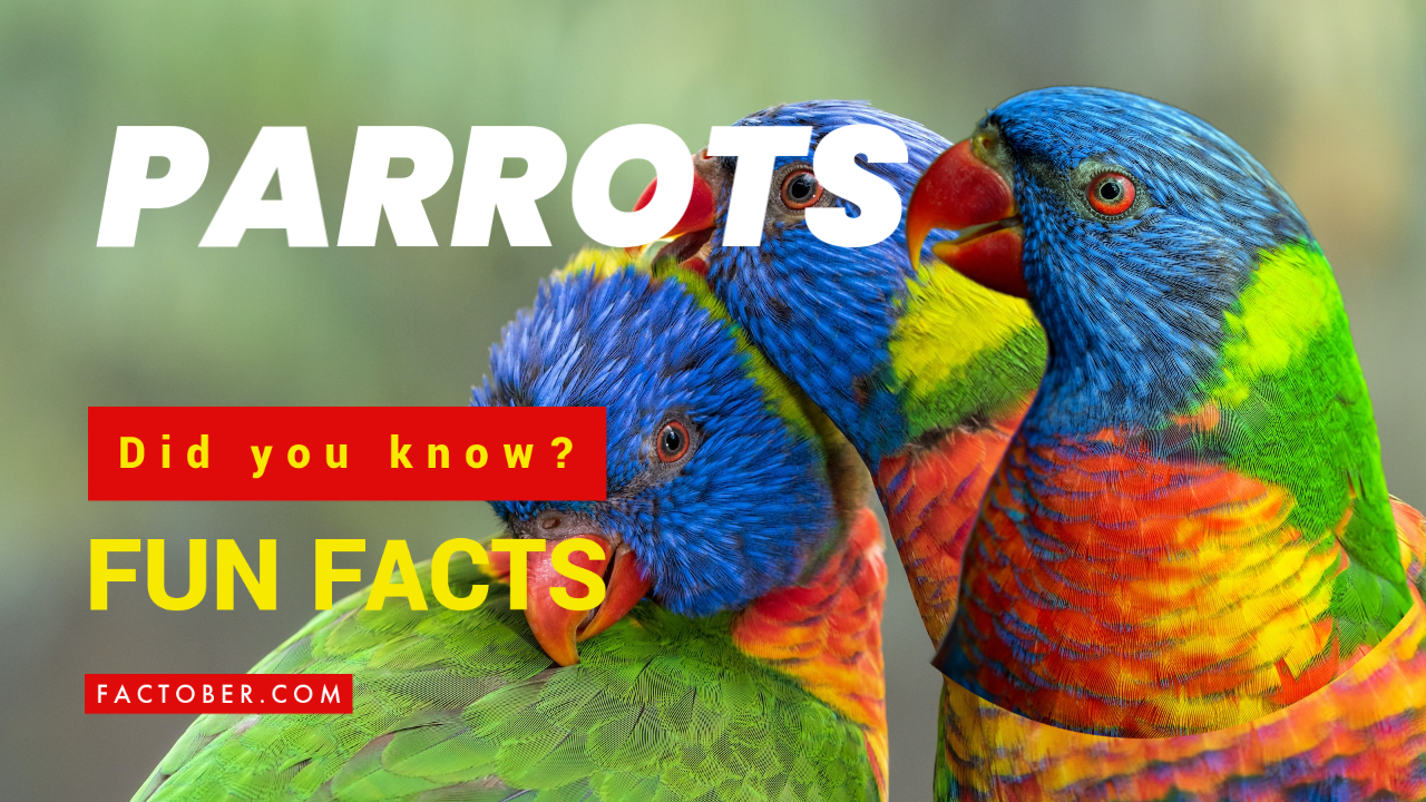 Top 10 Interesting Facts about Parrots You Should Know