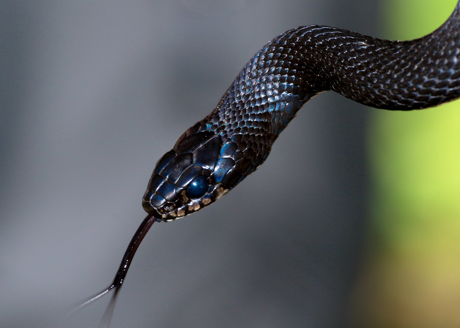 Top 25 Interesting Facts About Snakes You Should Know About