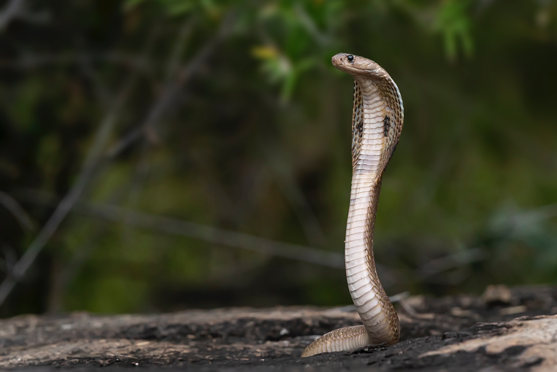 सांपों के बारे में रोचक तथ्य | हिंदी में | Interesting Facts About Snakes You Never Knew in Hindi