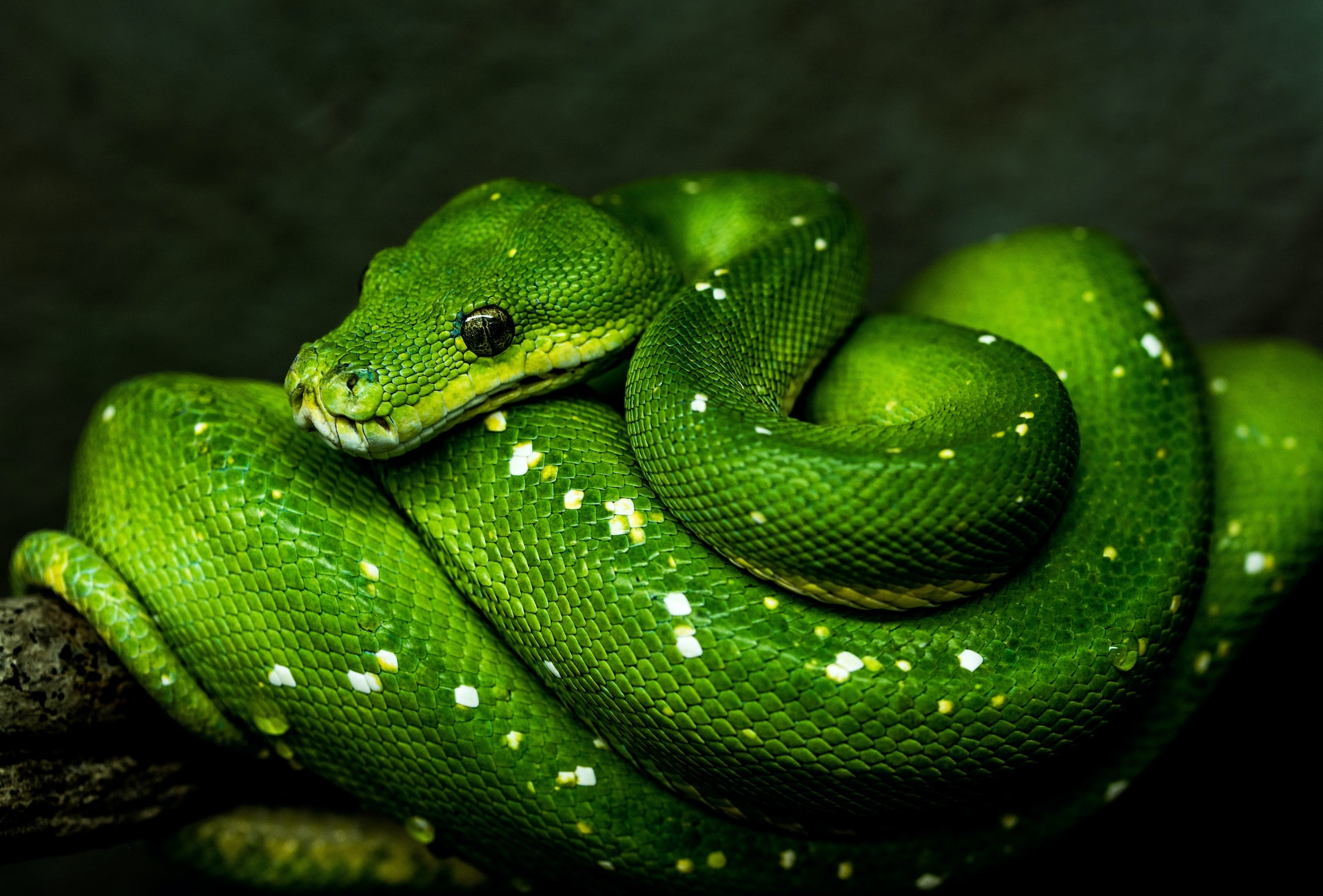 Top 10 Interesting Facts About Snakes You Never Knew