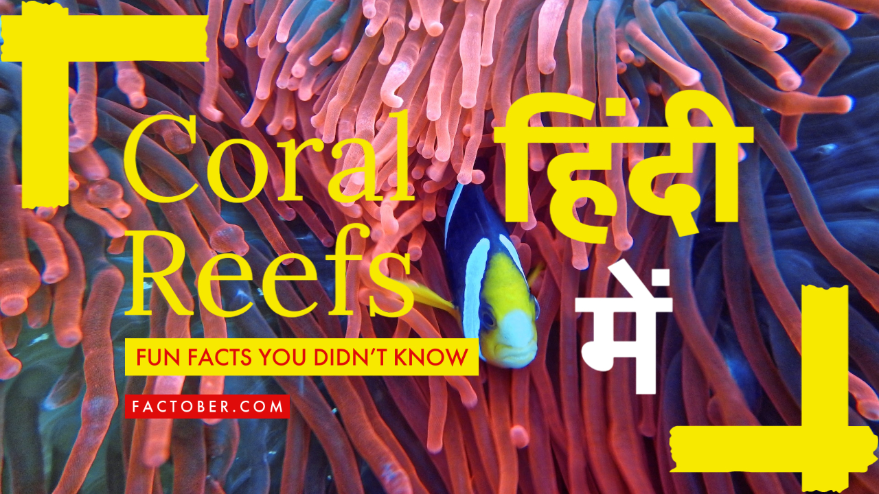 कोरल रीफ्स के बारे में रोचक तथ्य | Top 10 Interesting Facts About Coral Reefs You Never Knew in Hindi