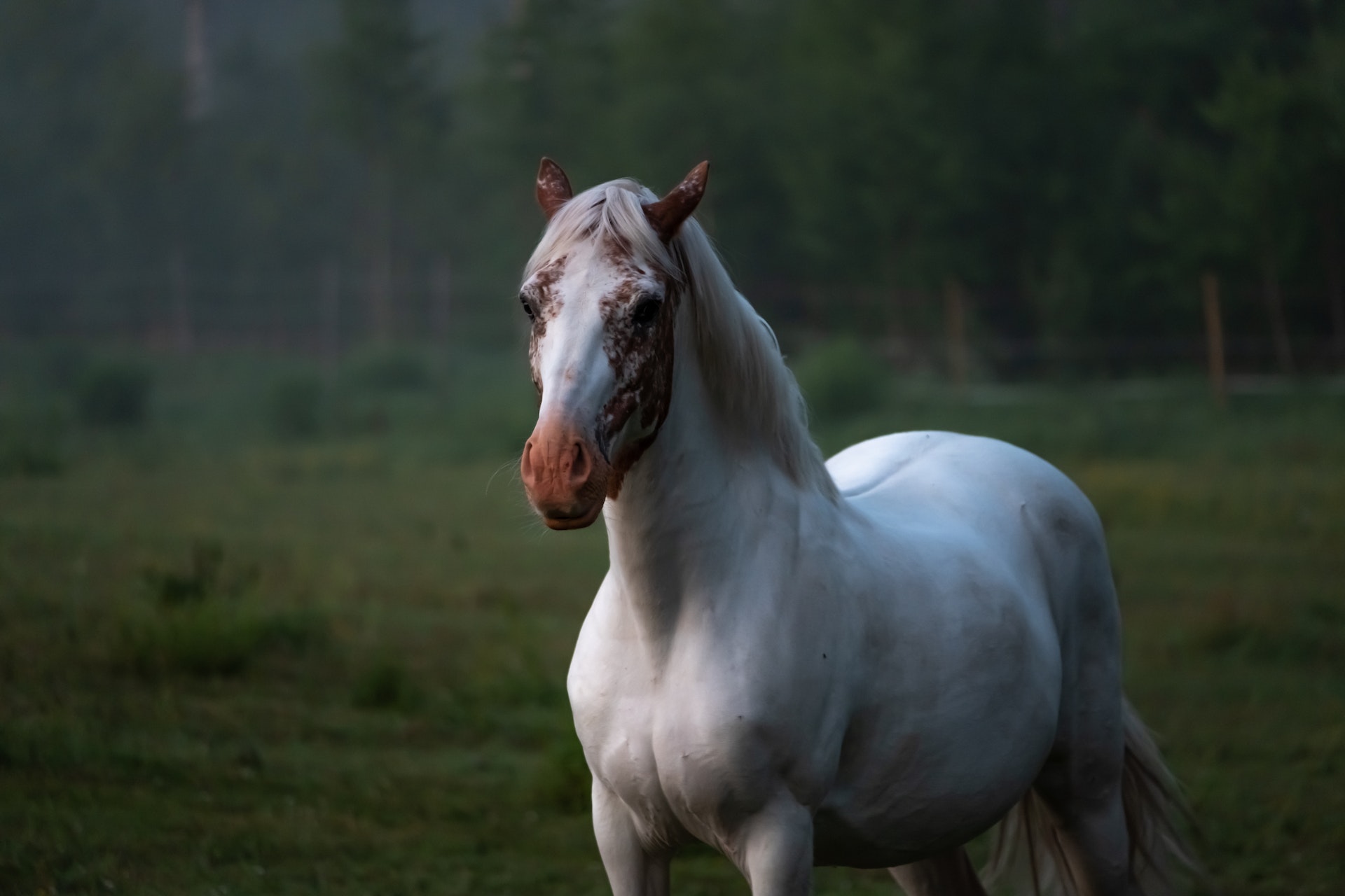 घोड़ों के बारे में रोचक तथ्य! Interesting & Fun facts about horses in Hindi