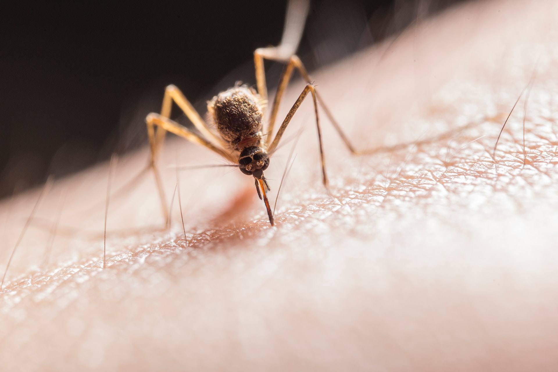 Keep Mosquitoes Away from Your Toes: Understanding Why They Love Your Feet