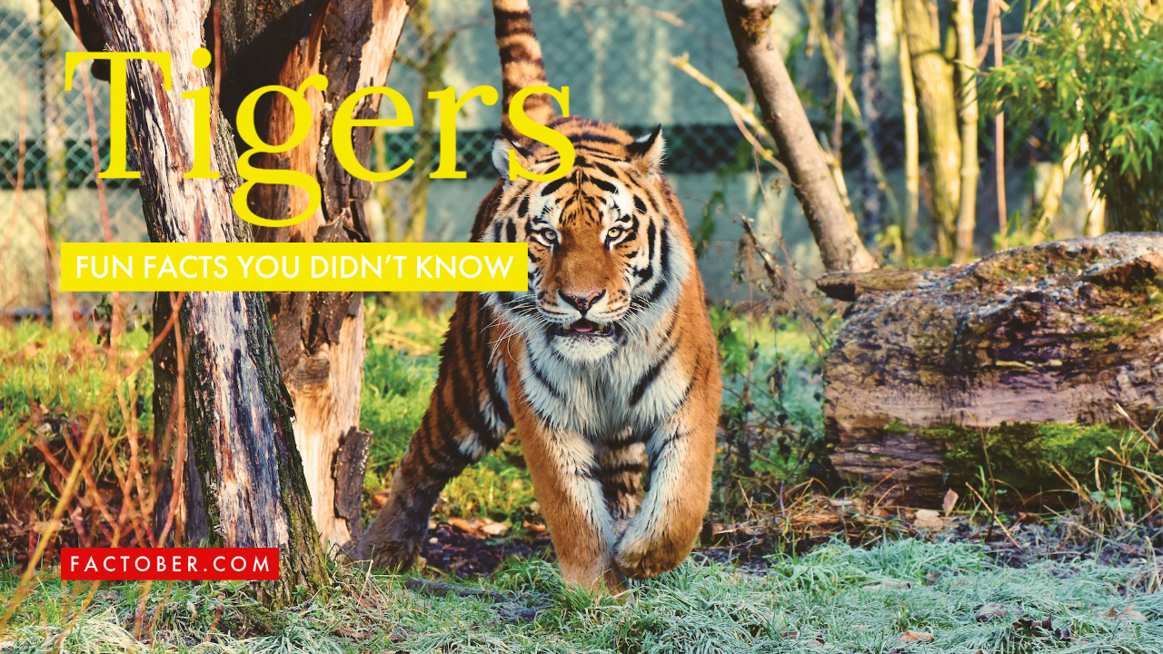 Did You Know These Top 10 Interesting Fun Facts About Tigers?
