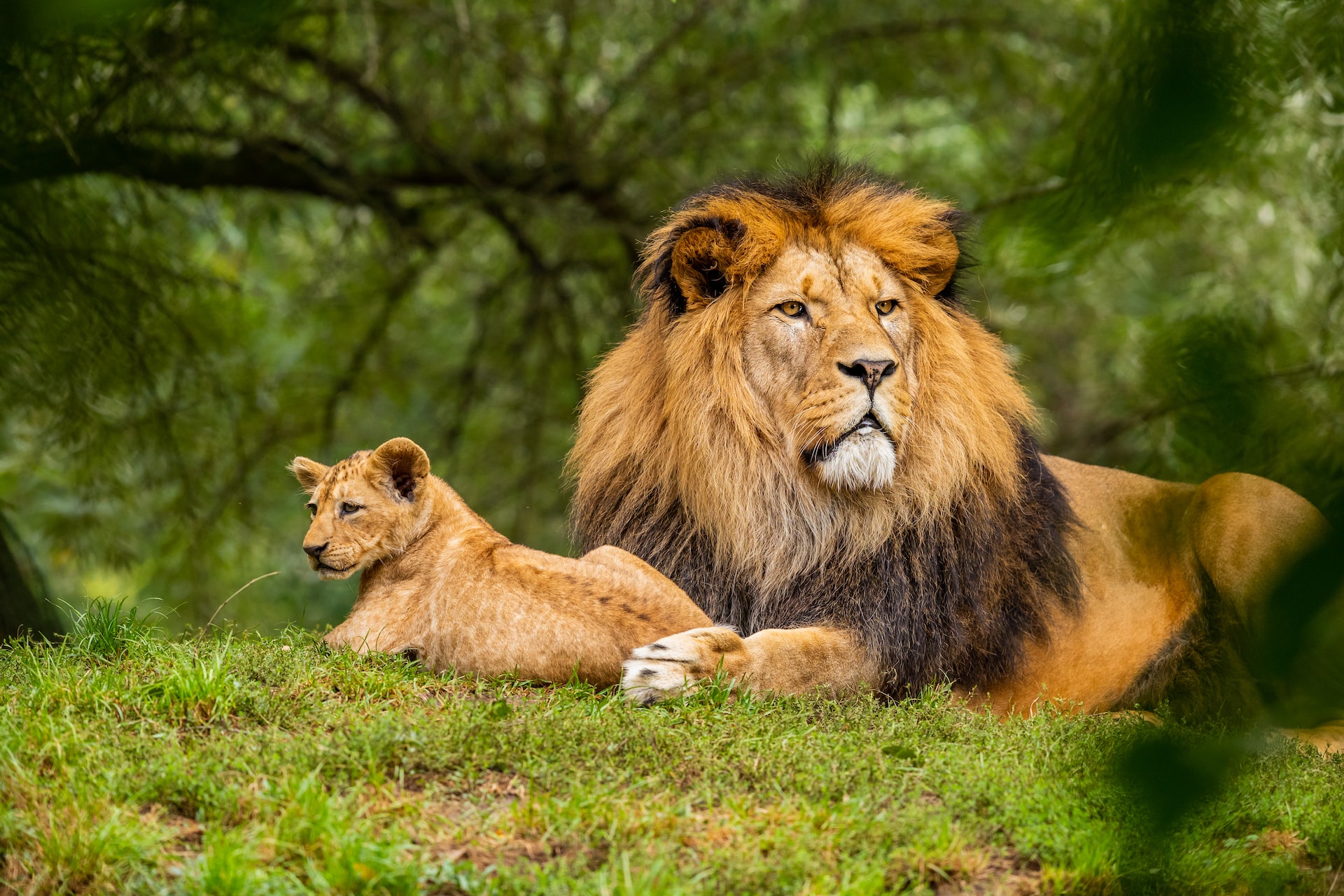 Lion-tastic: The Fascinating World of the King of the Jungle