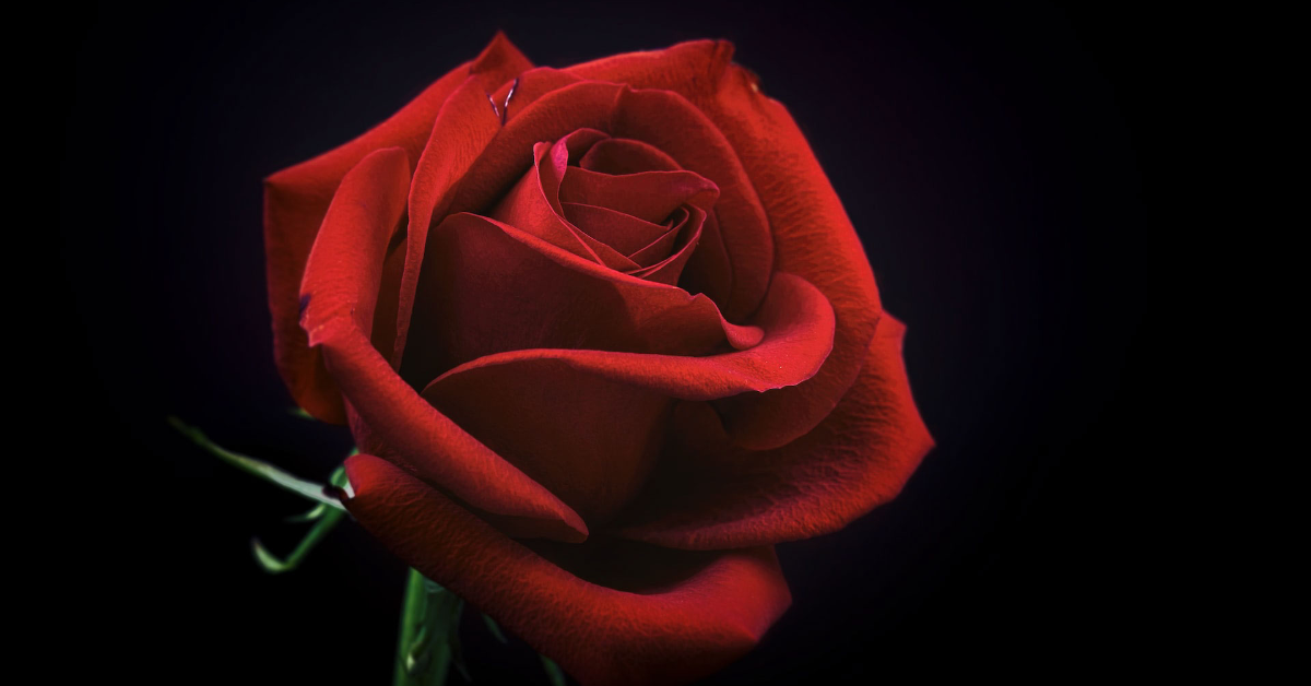 Discovering the Magic of Roses: 14 Interesting Facts About These Beautiful Flowers