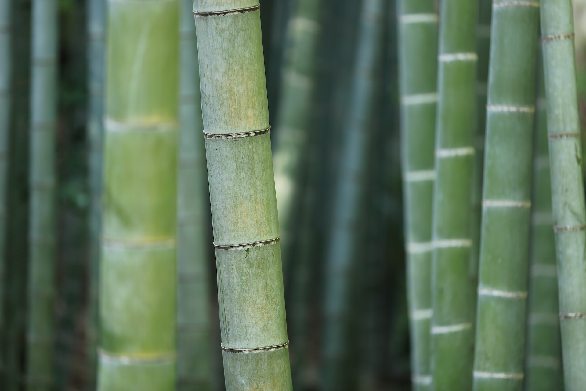The Medicinal Properties of Bamboo: An Ancient Remedy in Traditional Indian Medicine