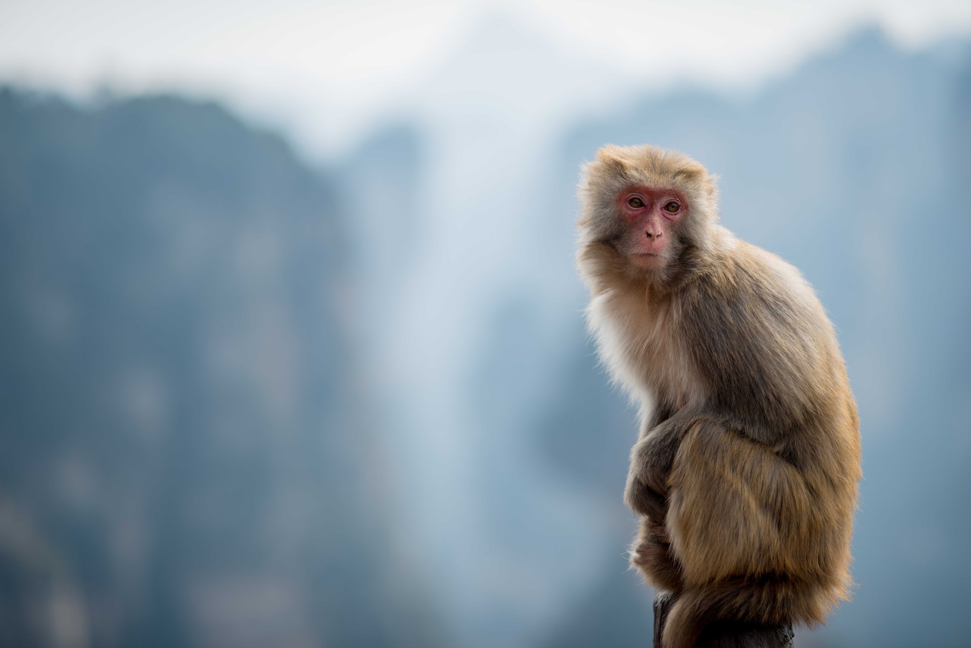 Monkey Magic: The Fascinating World of the Diverse and Omnivorous Primate