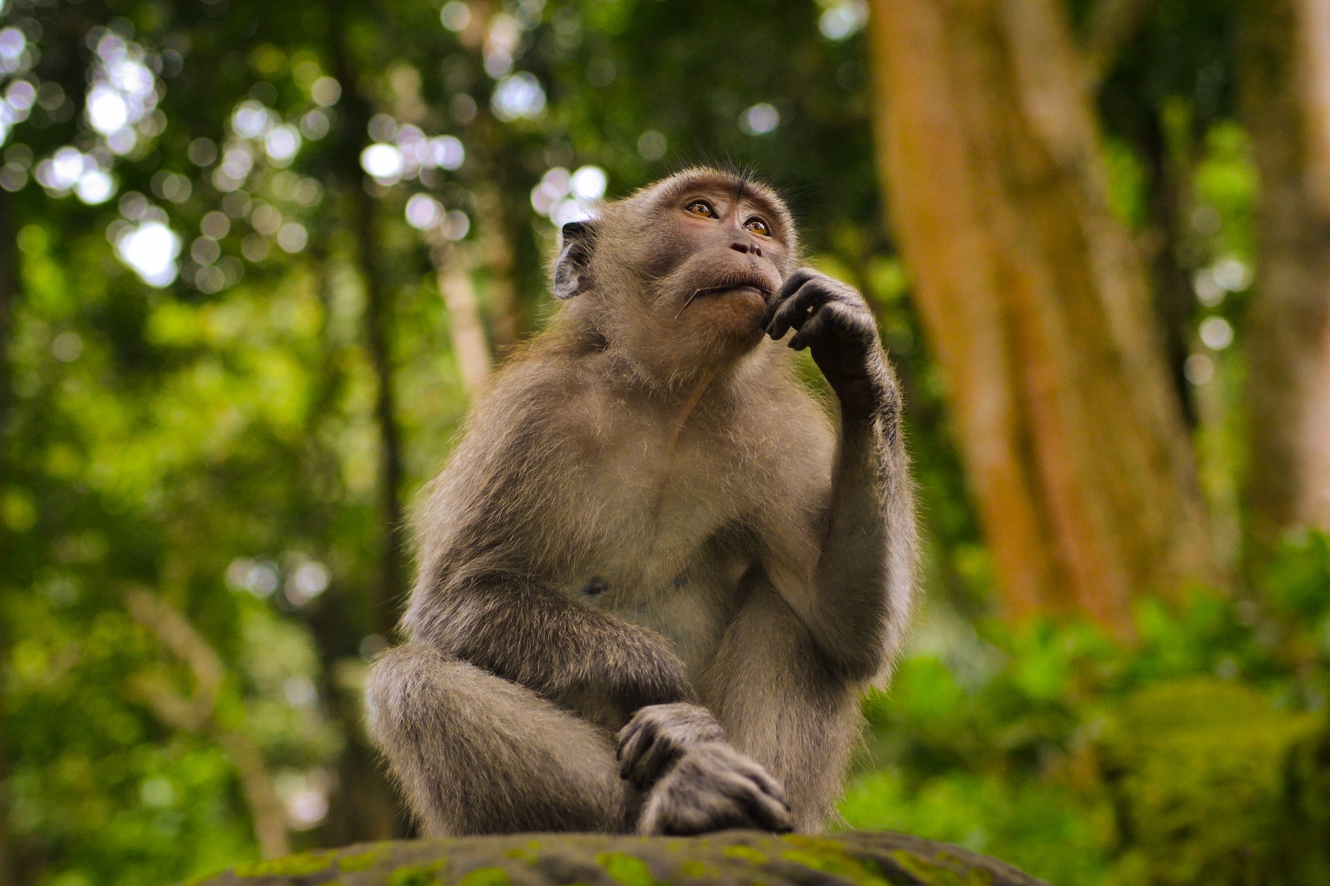 Monkeying Around: Exploring the World of Monkeys: 10 Interesting Facts