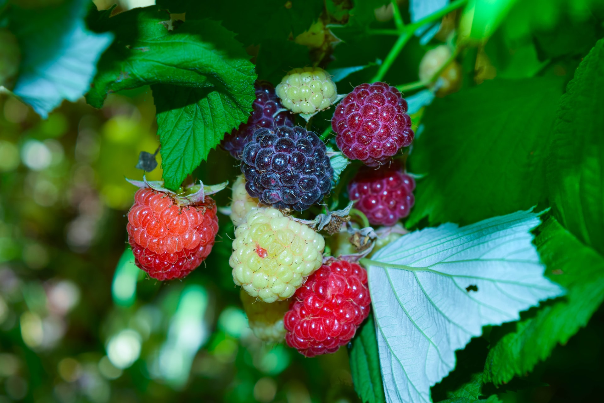 Mulberry Magic: The Nutritious and Delicious Fruit with Surprising Benefits