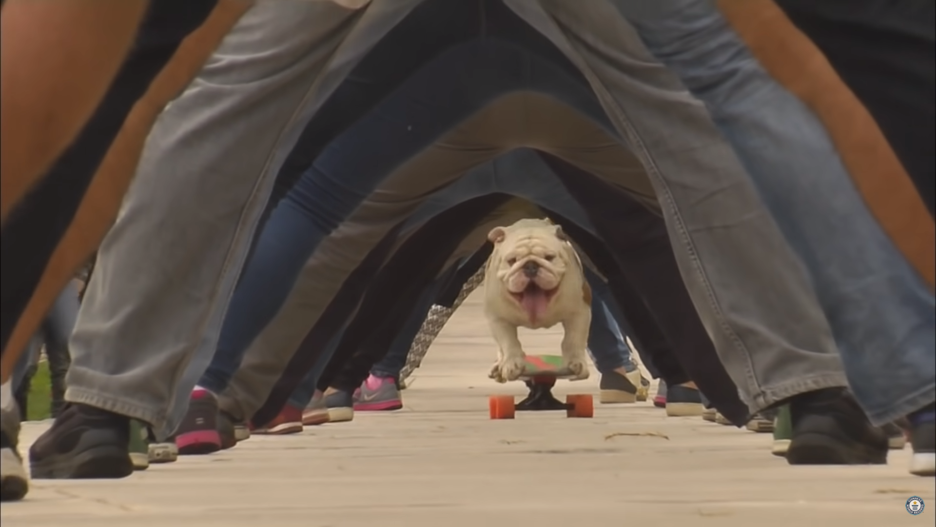Otto the skateboarding bulldog – Hall of Fame on Guinness World Records