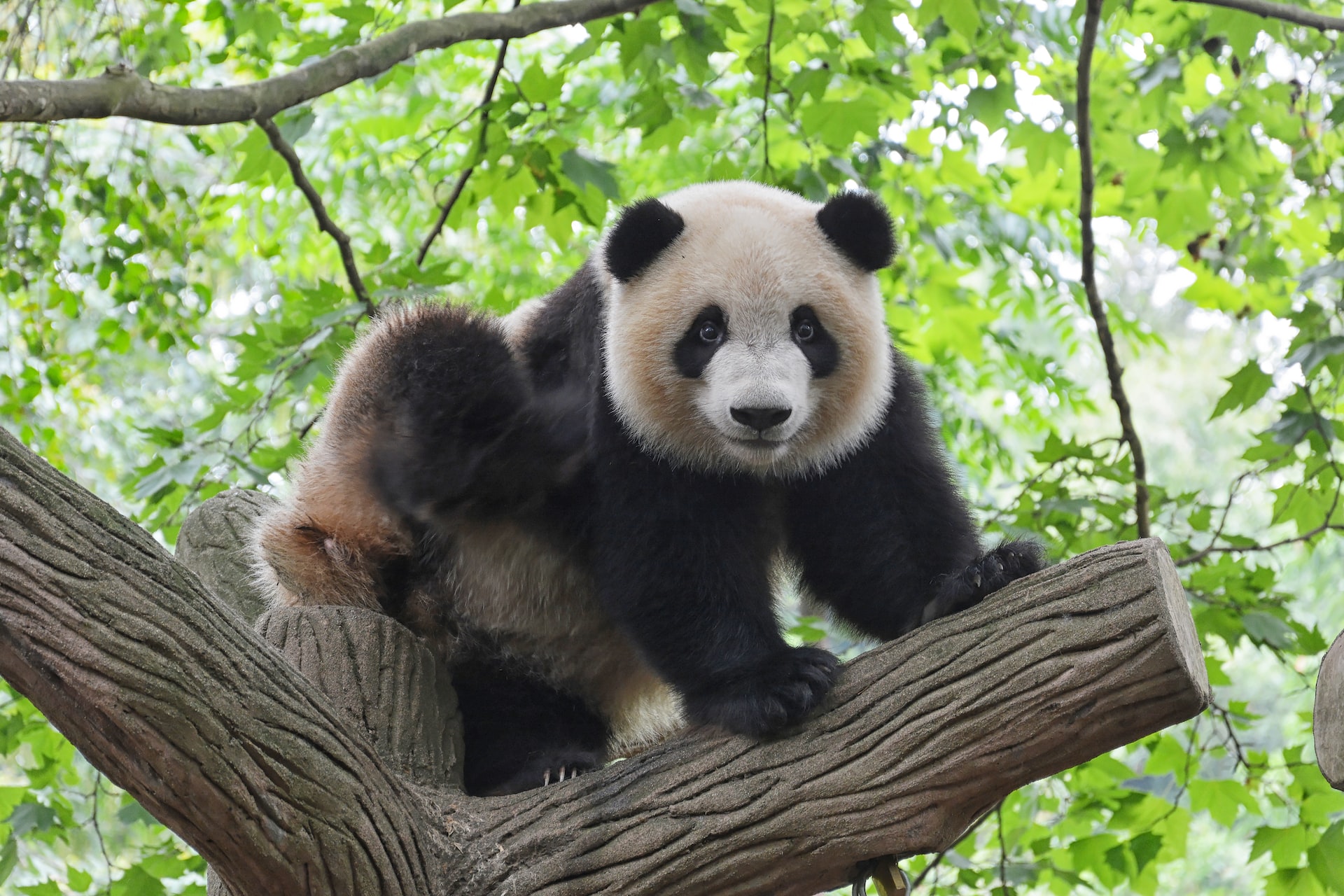 Panda-tastic: The Fascinating World of the Black-and-White and Bamboo-Eating Mammal