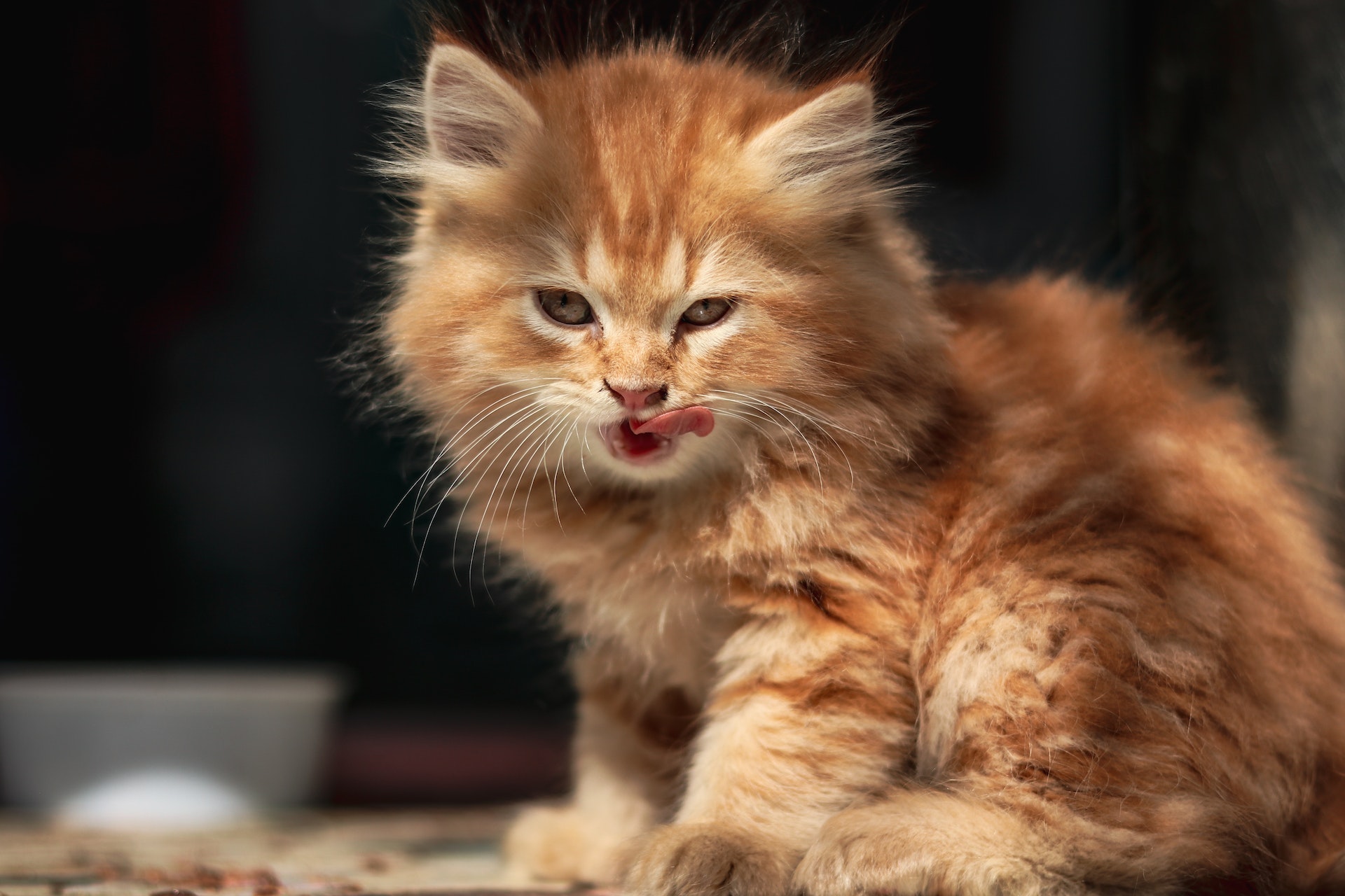 Pawsitively Fascinating: 10 Lesser Known Facts About Cats