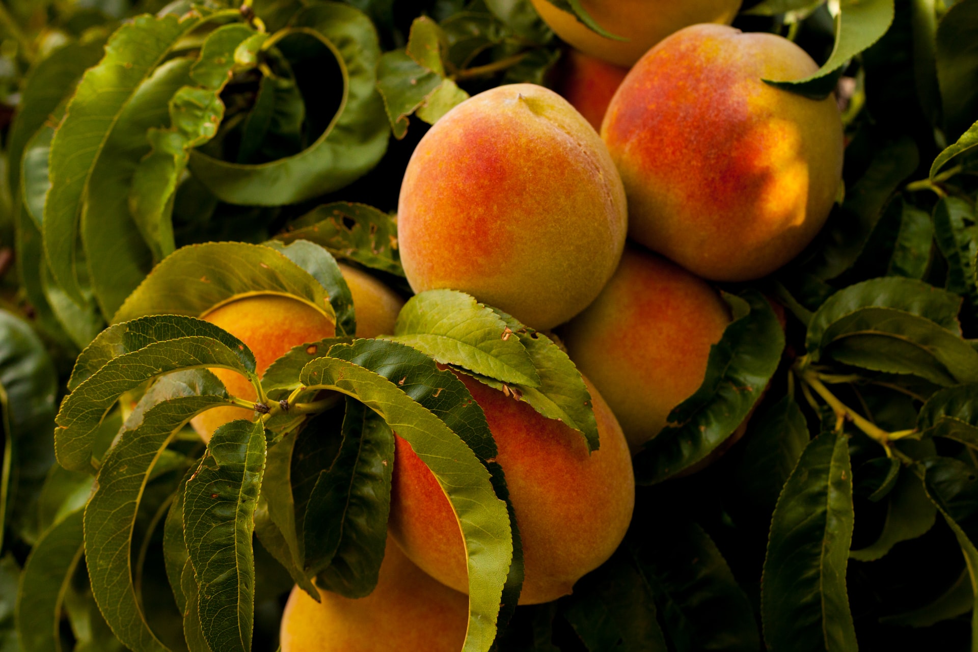 Peaches: The Sweet and Savory Fruit for Optimal Health and Delicious Recipes