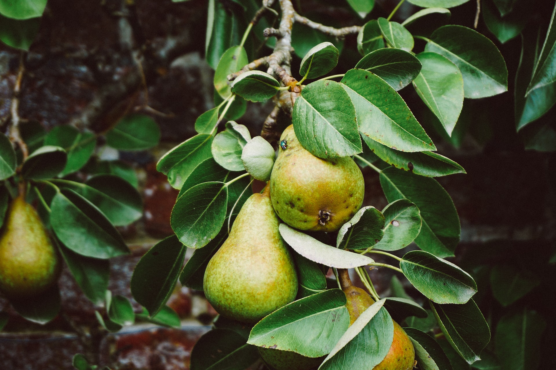 Pears: The Nutritious and Delicious Fruit with a Rich History