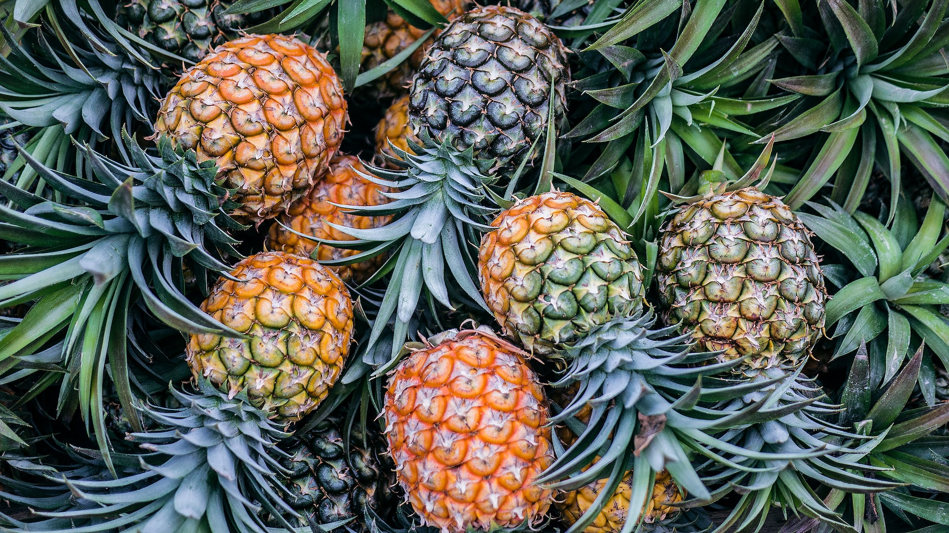 Pineapple Perfection: Discover the History, Health Benefits, and Uses of This Tropical Fruit