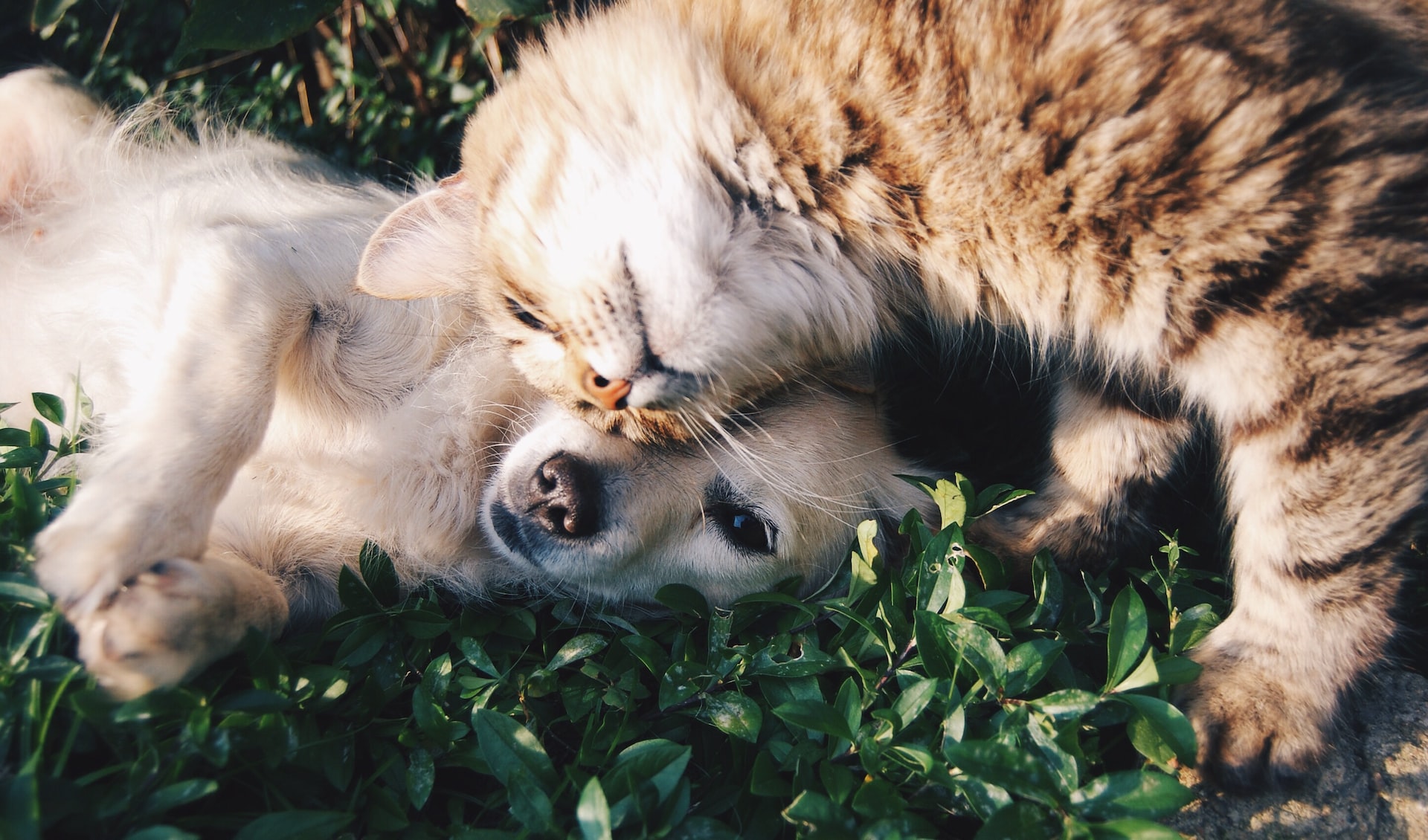 Pinterest for Pets: The Ultimate Platform for Pet Care Tips and Inspiration