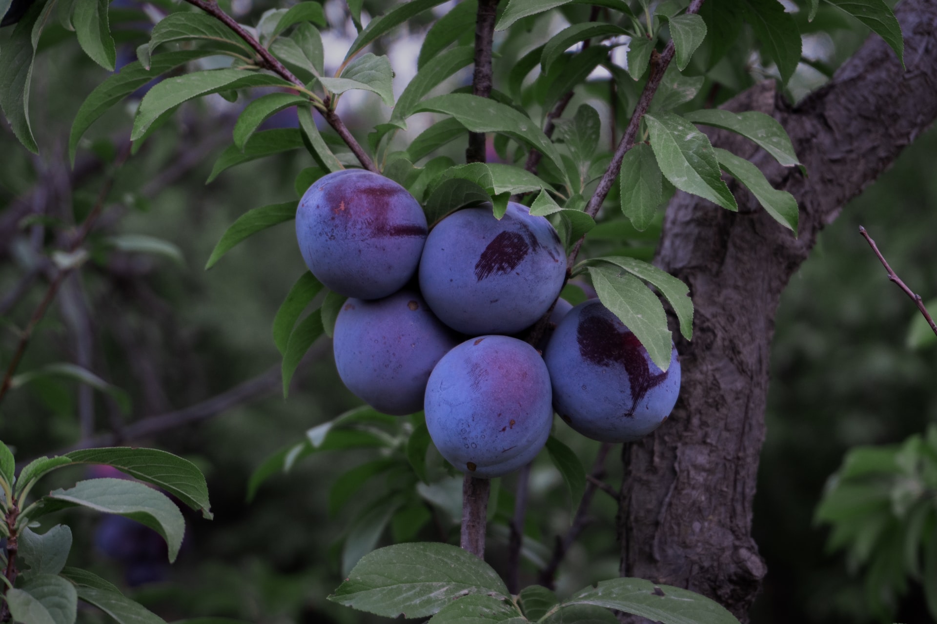 Plums: A Versatile and Delicious Fruit That Everyone Should Try