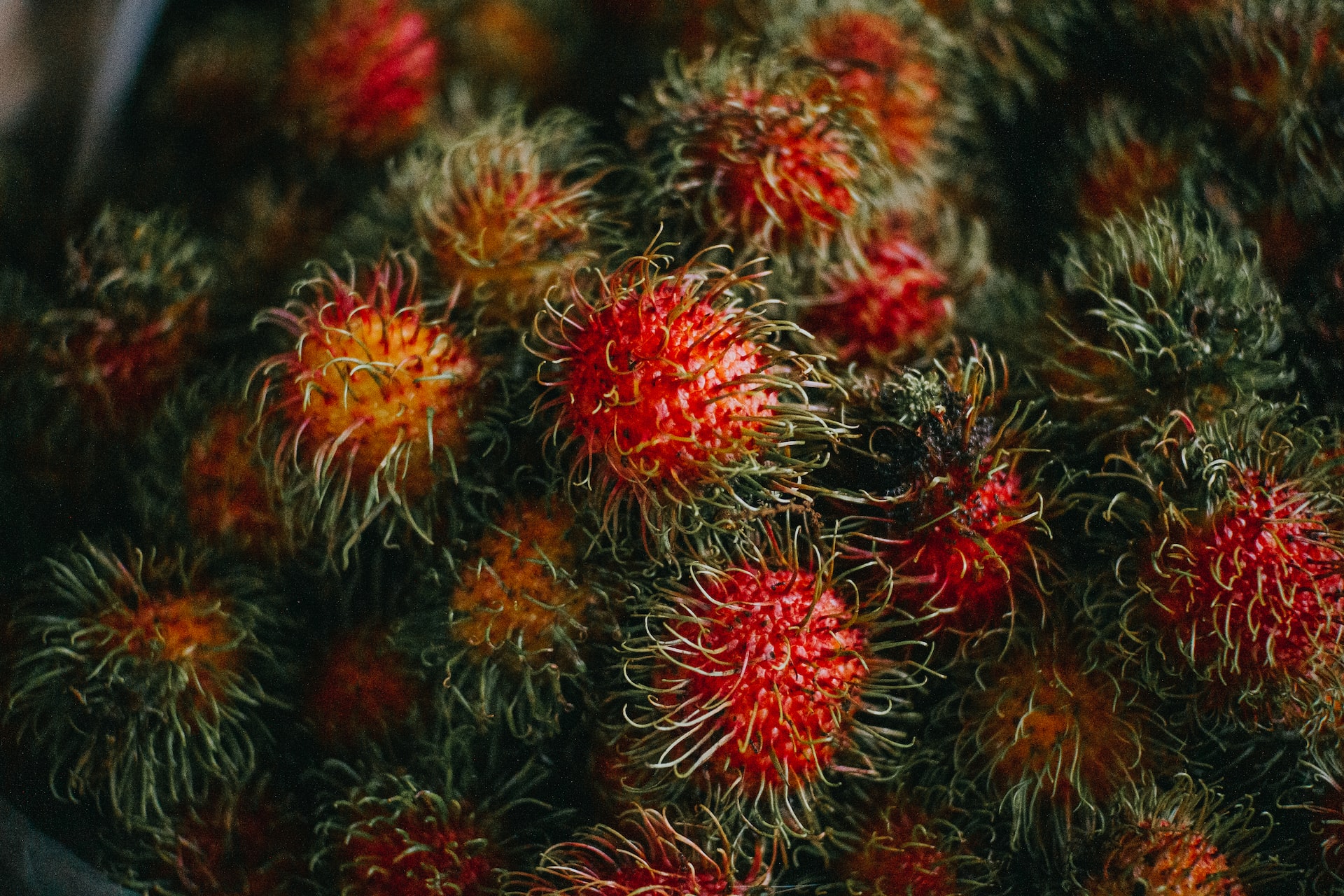 Rambutan: The Exotic and Nutritious Fruit with Surprising Benefits