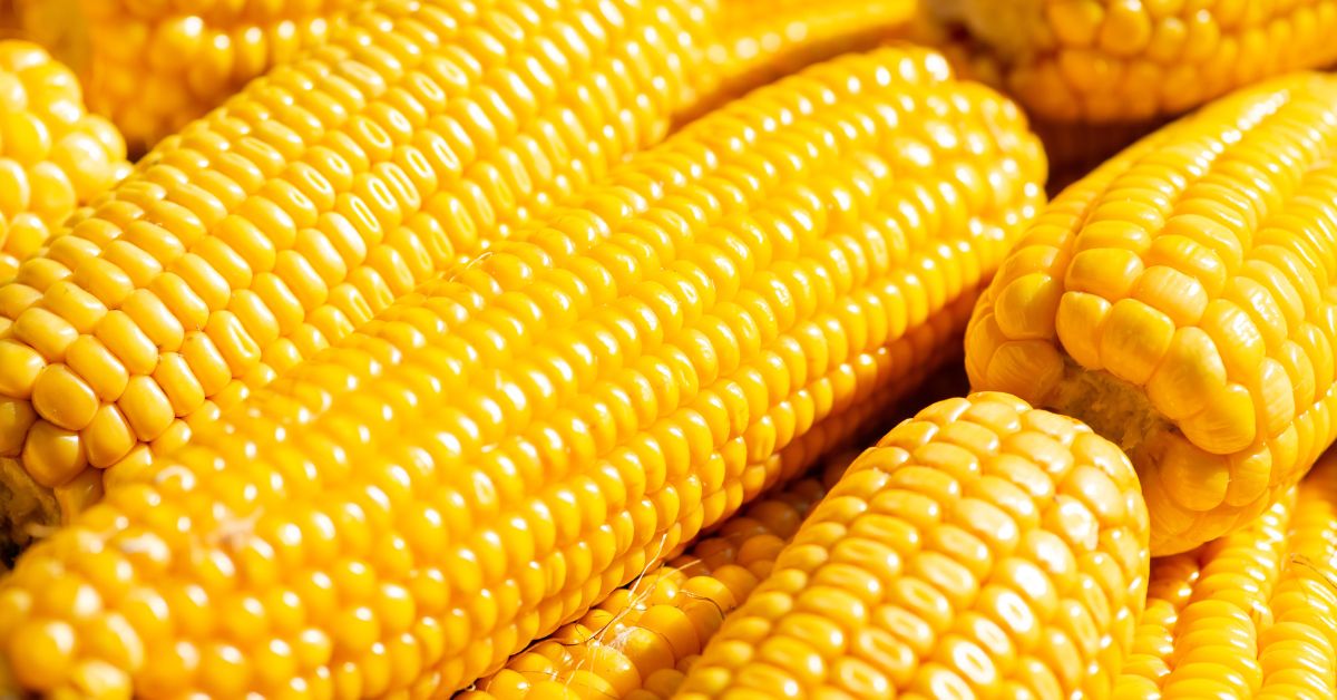 4 Interesting Facts About Corn You Didn’t Know