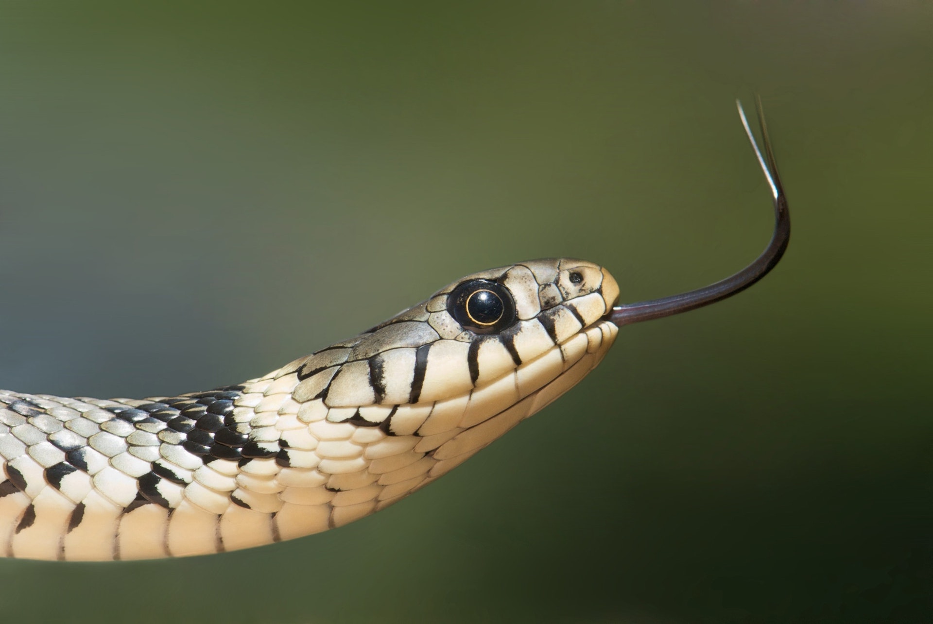 Snake Fasting: How Long Can a Snake Go Without Eating?