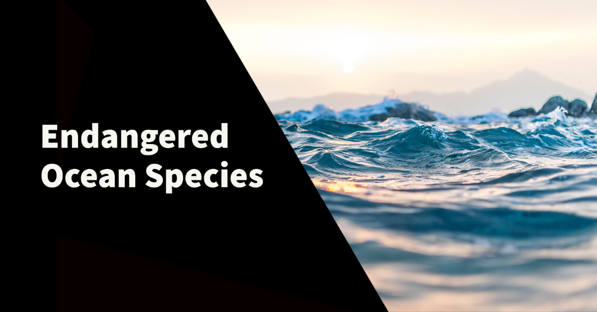 The 10 Most Endangered Ocean Species and How You Can Help Protect Them
