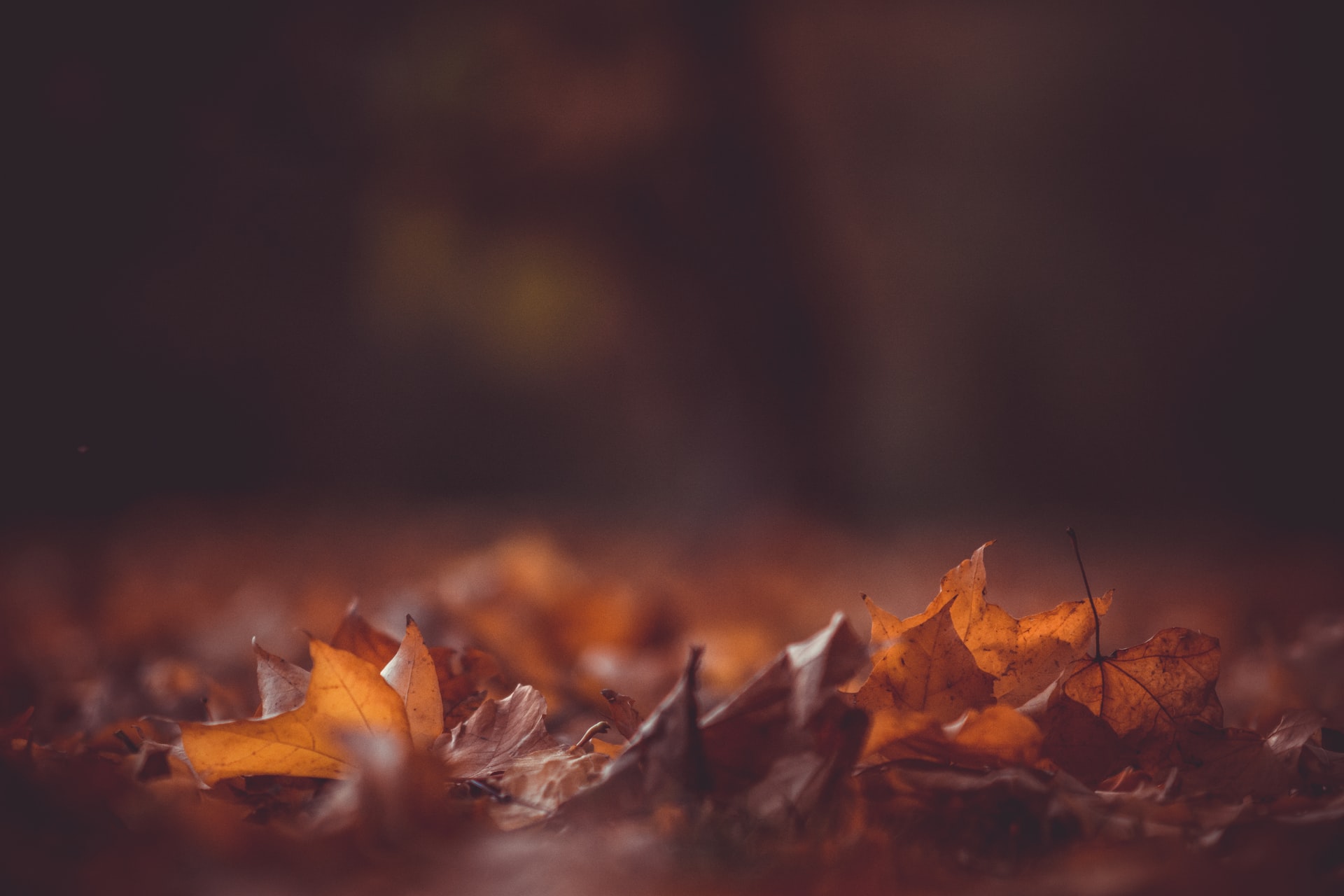 The Colors of Fall: Exploring the Facts, Trivia and Significance of Autumn