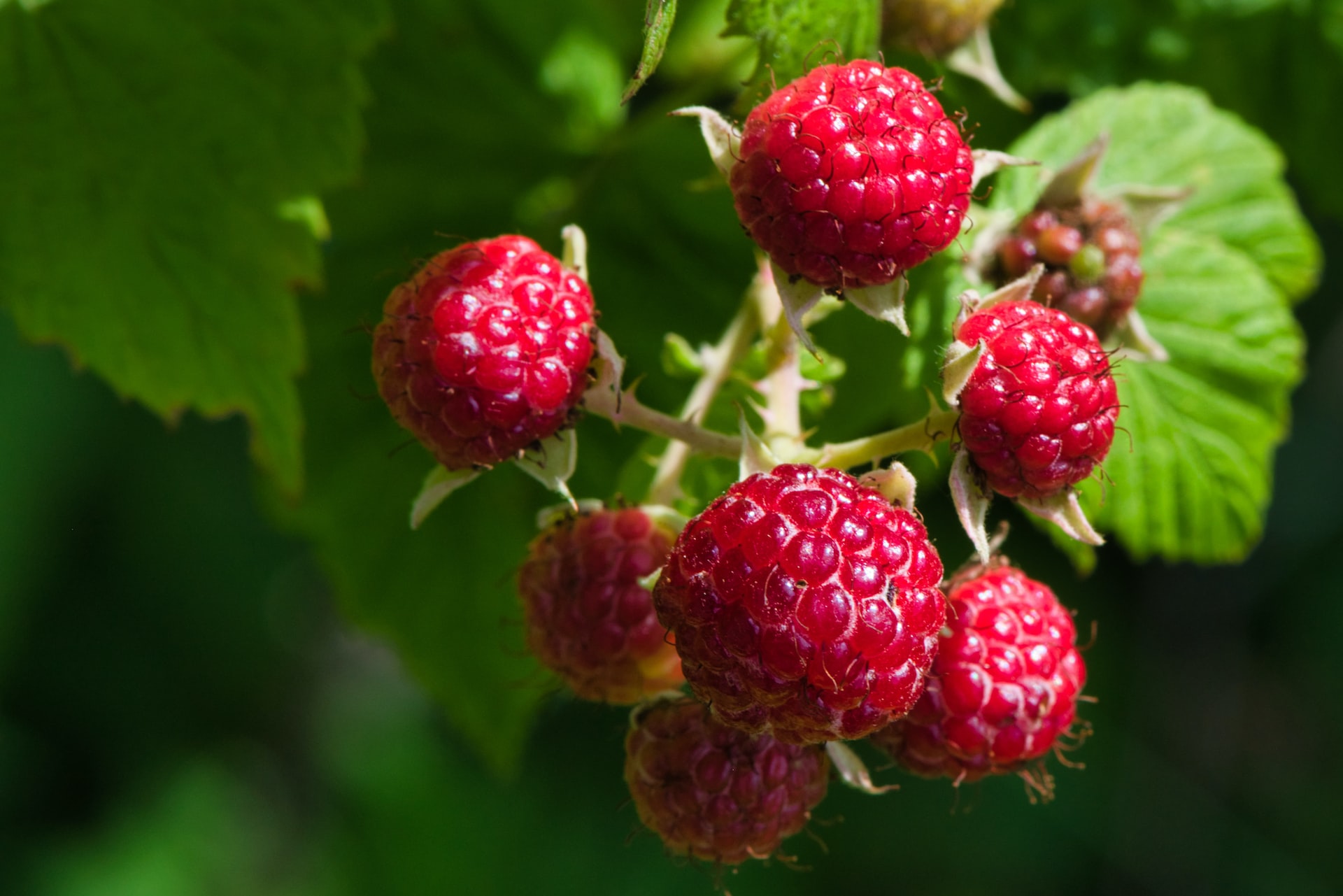 The Delicious and Nutritious World of Raspberries: Types, Nutritional Value, and Fun Facts