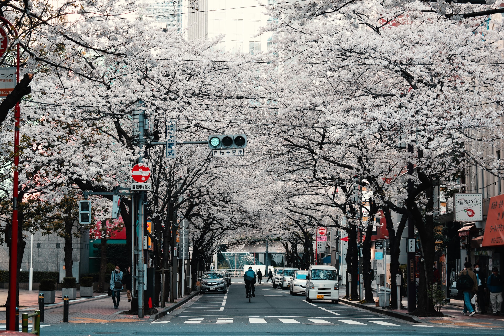 The Economic and Cultural Impact of Cherry Blossoms in Japan