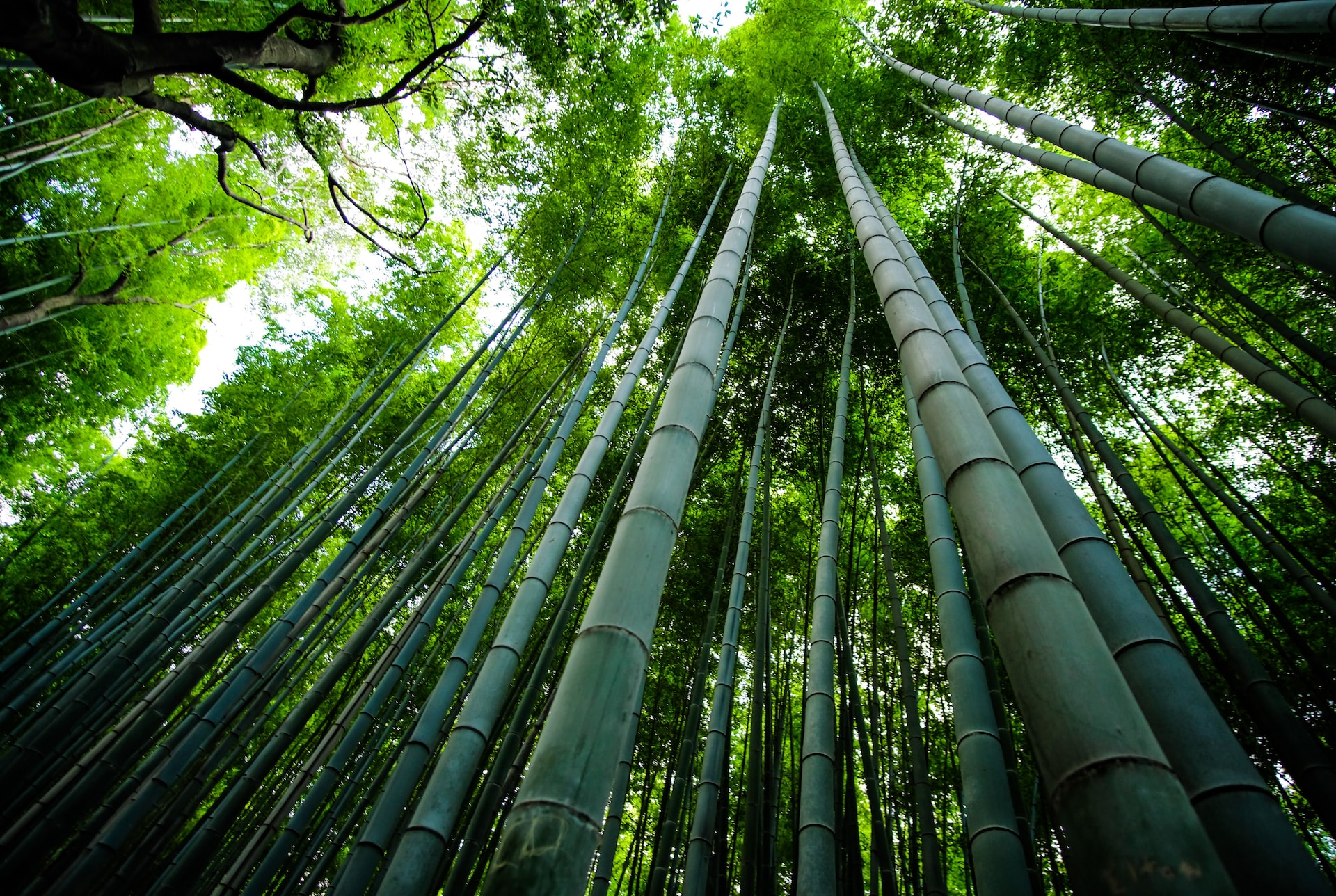 The Fascinating History of Bamboo in India