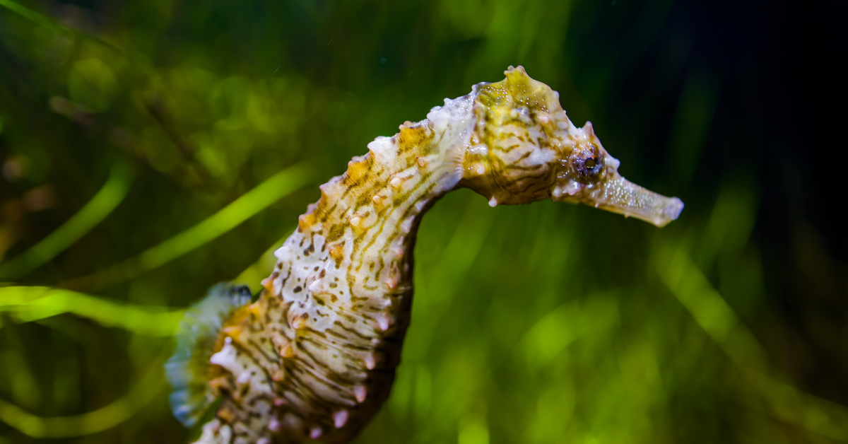 The Fascinating World of Seahorses: An Exploration of These Mysterious Creatures