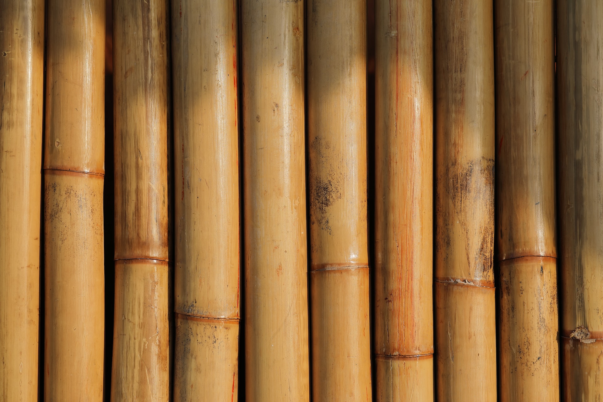 The Health Benefits of Bamboo: Exploring the Medicinal Properties of this Versatile Plant