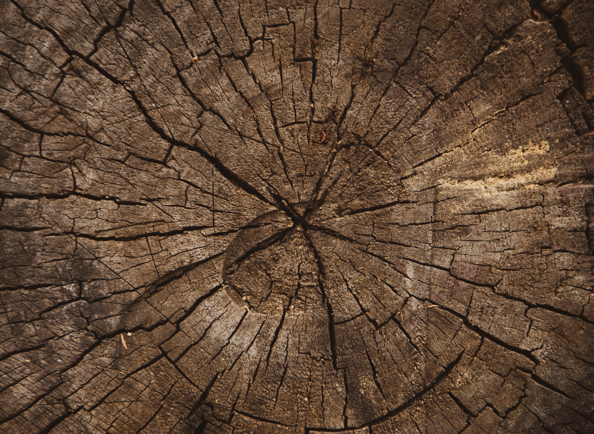 The History of Wood: From Ancient Times to the Present