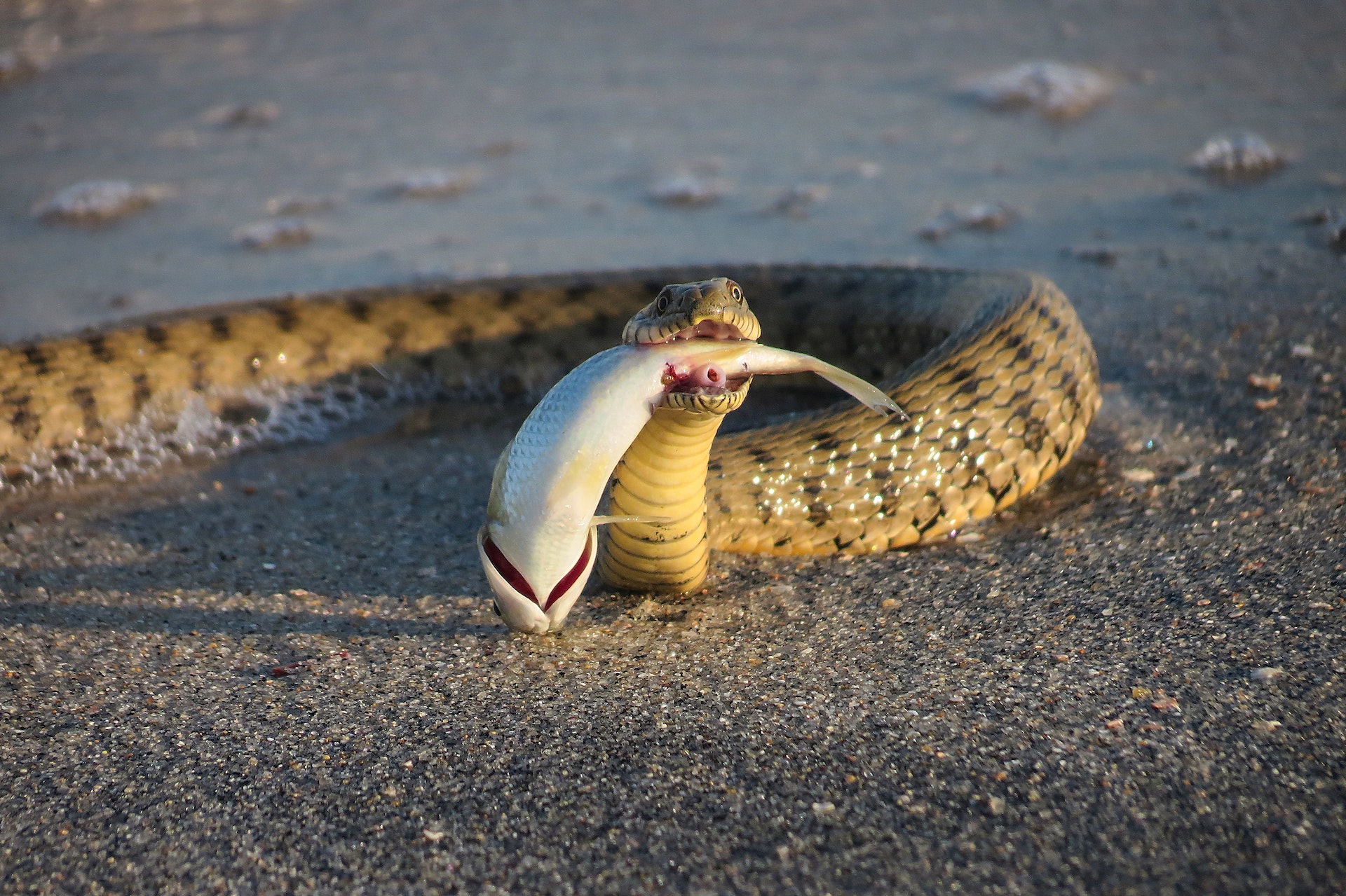 The Longest Snake Fasts: How Different Species Survive Without Food?