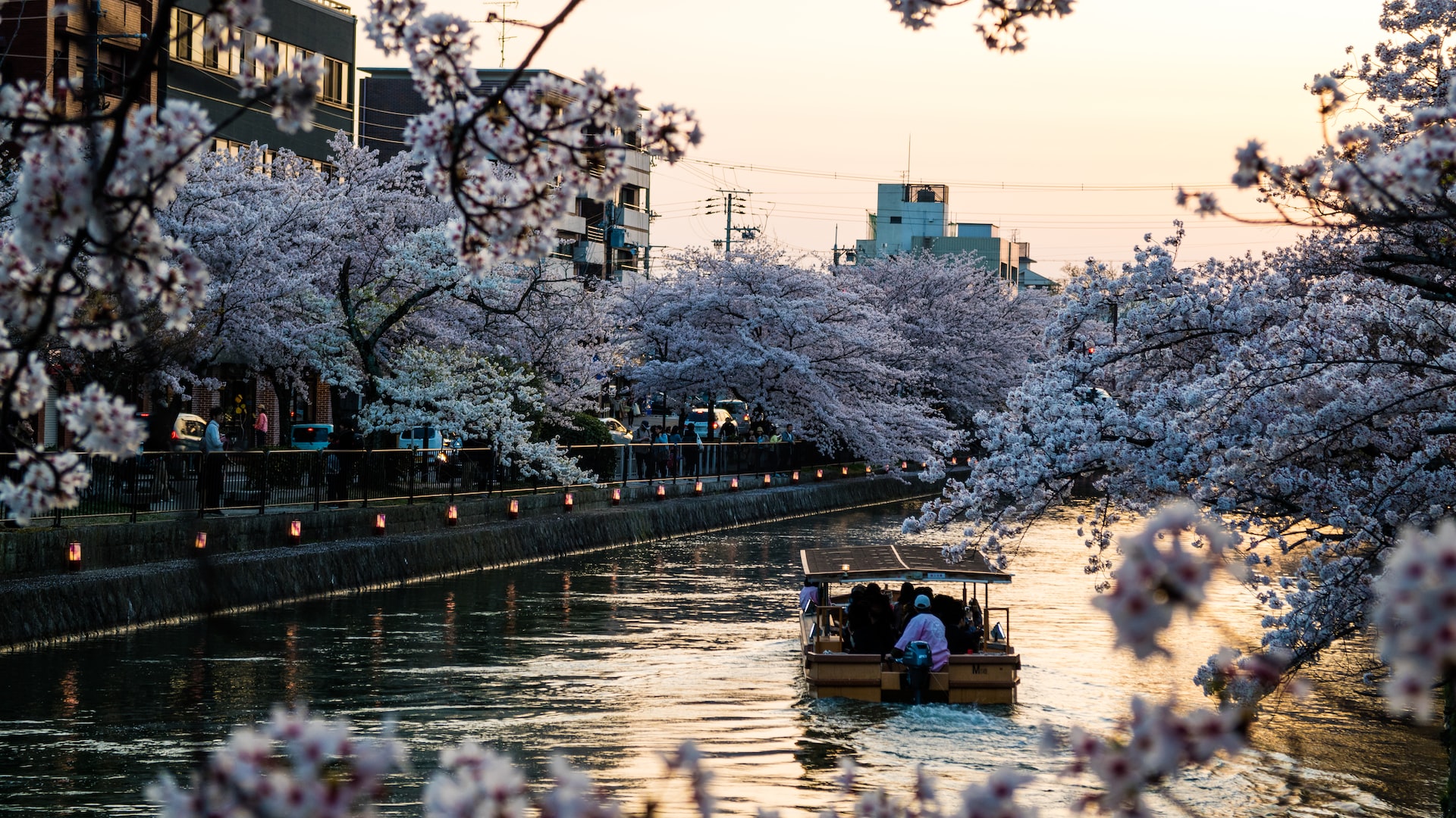 The Meaning and Symbolism of Cherry Blossoms in Different Cultures