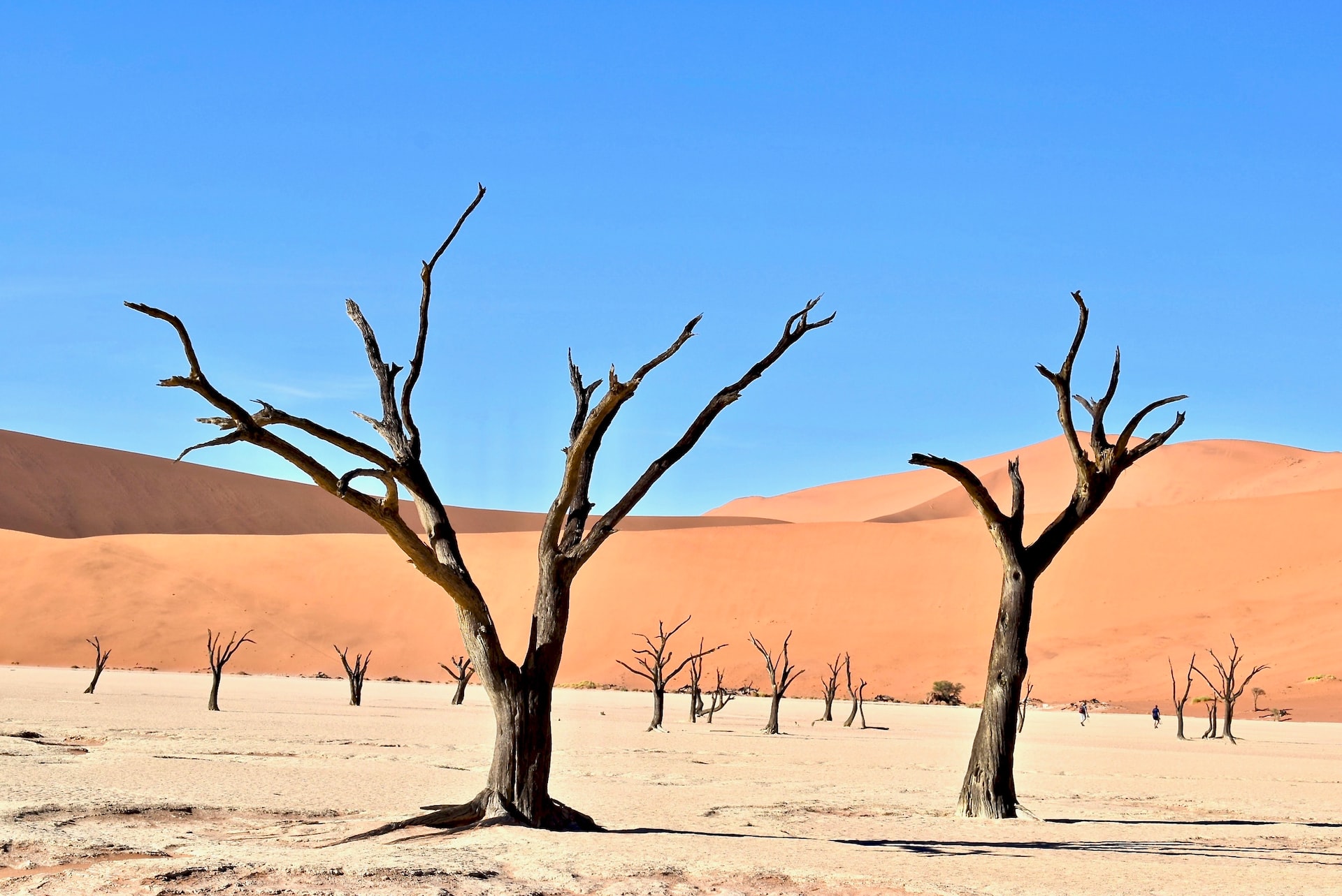 The Most Amusing Fun Facts About Deserts
