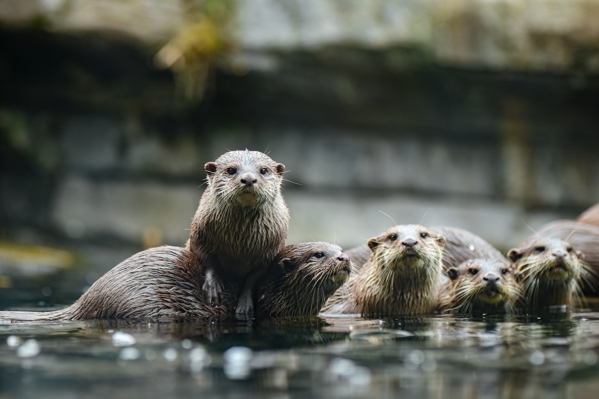 The Playful and Aquatic Creatures: A Look at the Social and Adapted Otter