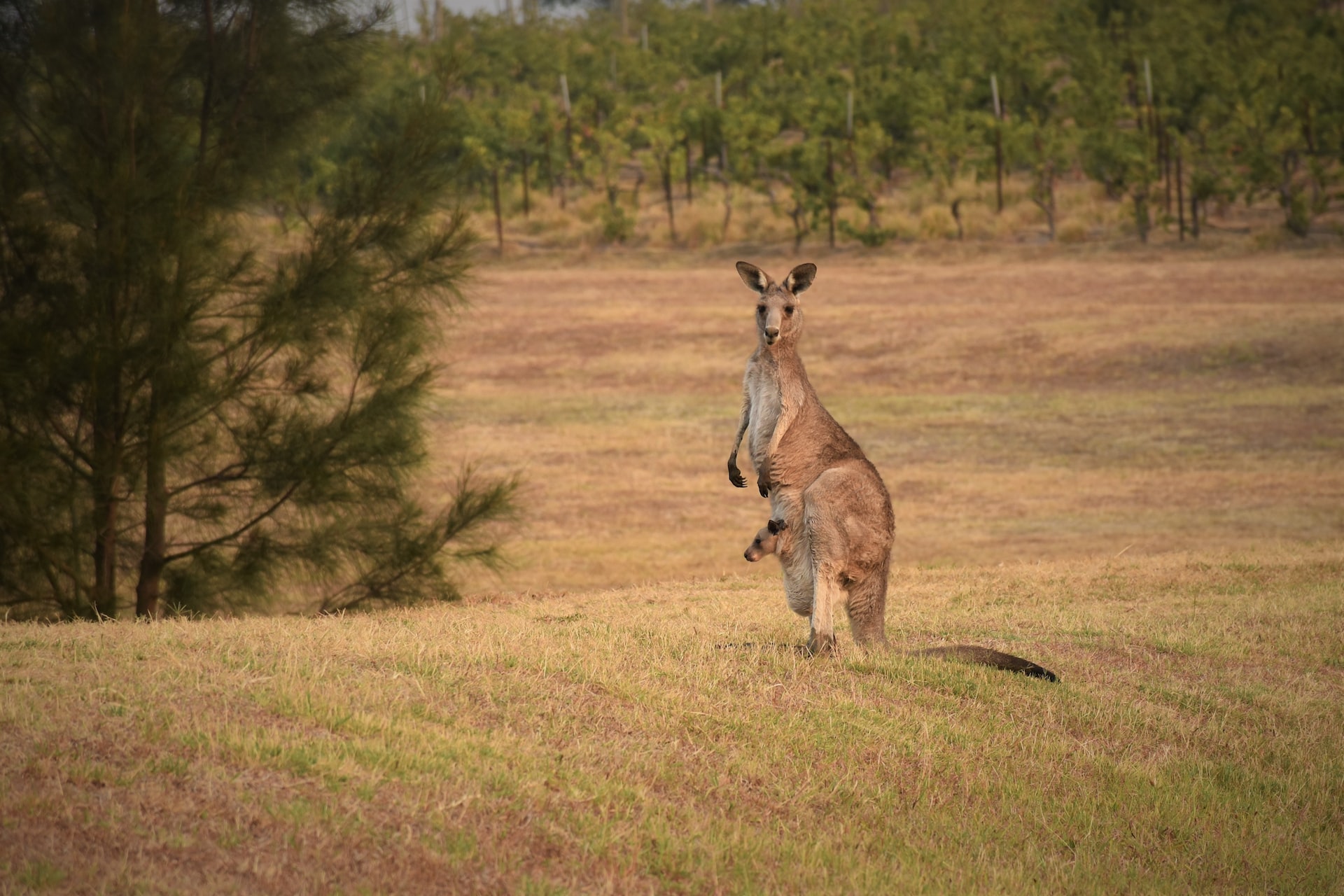 The Powerful and Territorial Creatures: A Look at the Herbivorous and Iconic Kangaroo